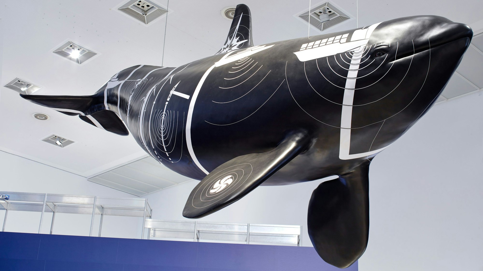 Ein Wal-Ausstellungsstück der Ausstellung Weltmeere in der Bundeskunsthalle in Bonn.