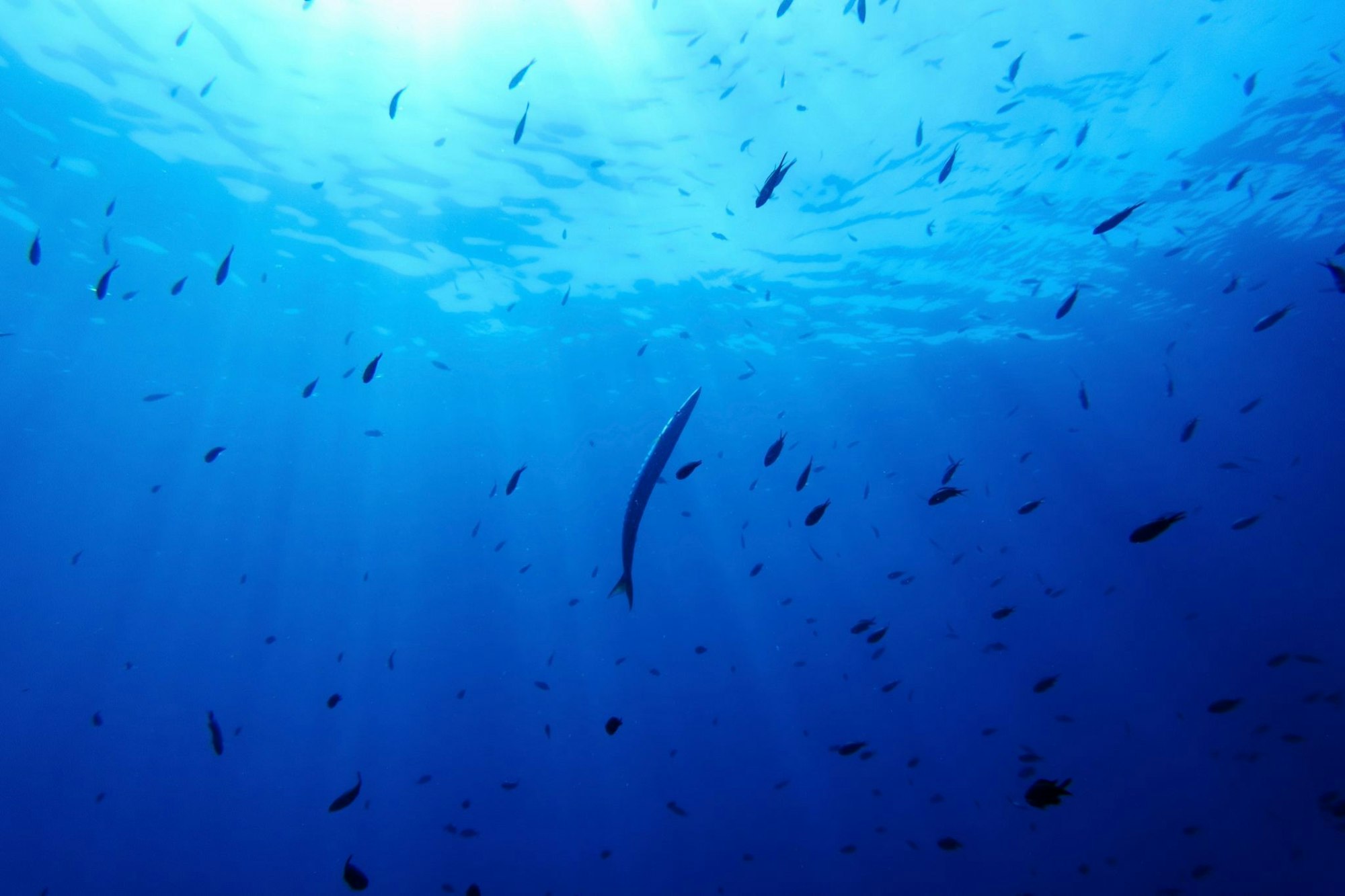 Bisher gibt es für die Hochsee keine einheitlichen Umweltregeln. (Illustration)