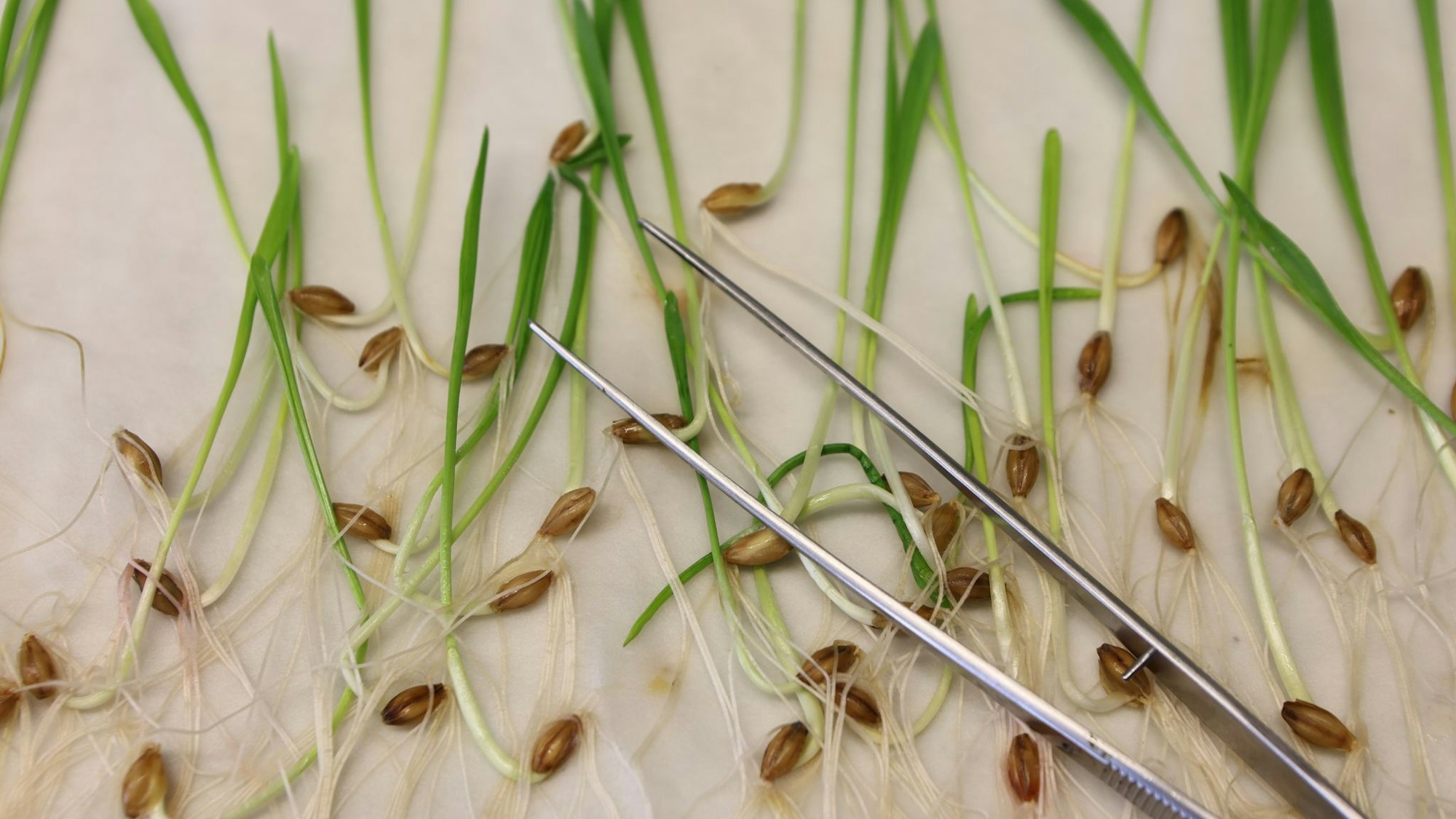 Die neuen Vorgaben müssen noch vom EU-Parlament und den EU-Staaten bestätigt werden. Normalerweise ist das Formsache, wenn sich die Unterhändler der Institutionen zuvor auf einen Kompromiss geeinigt haben.(Archivbild)