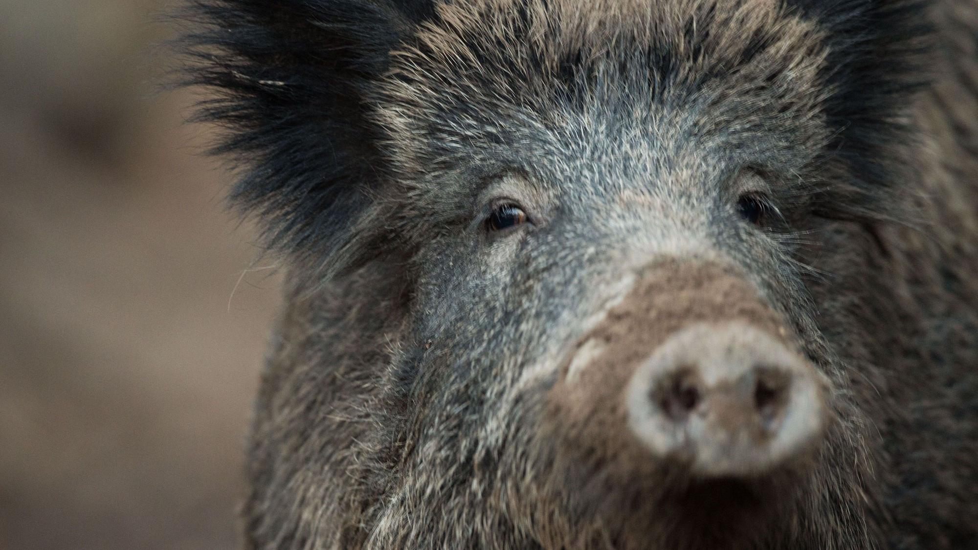 Ein Wildschwein schaut aus einem Wildschweingehege zum Fotografen.