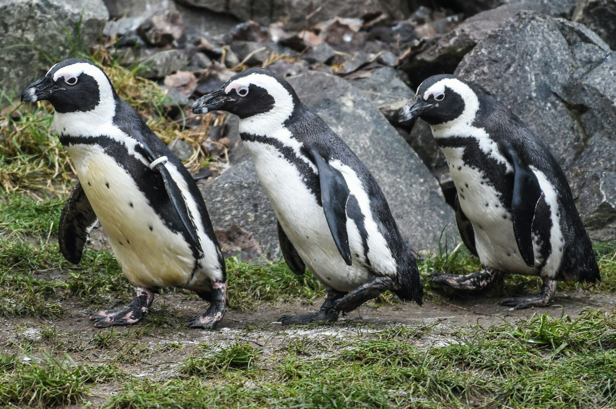 Brillenpinguine im Tierpark Berlin