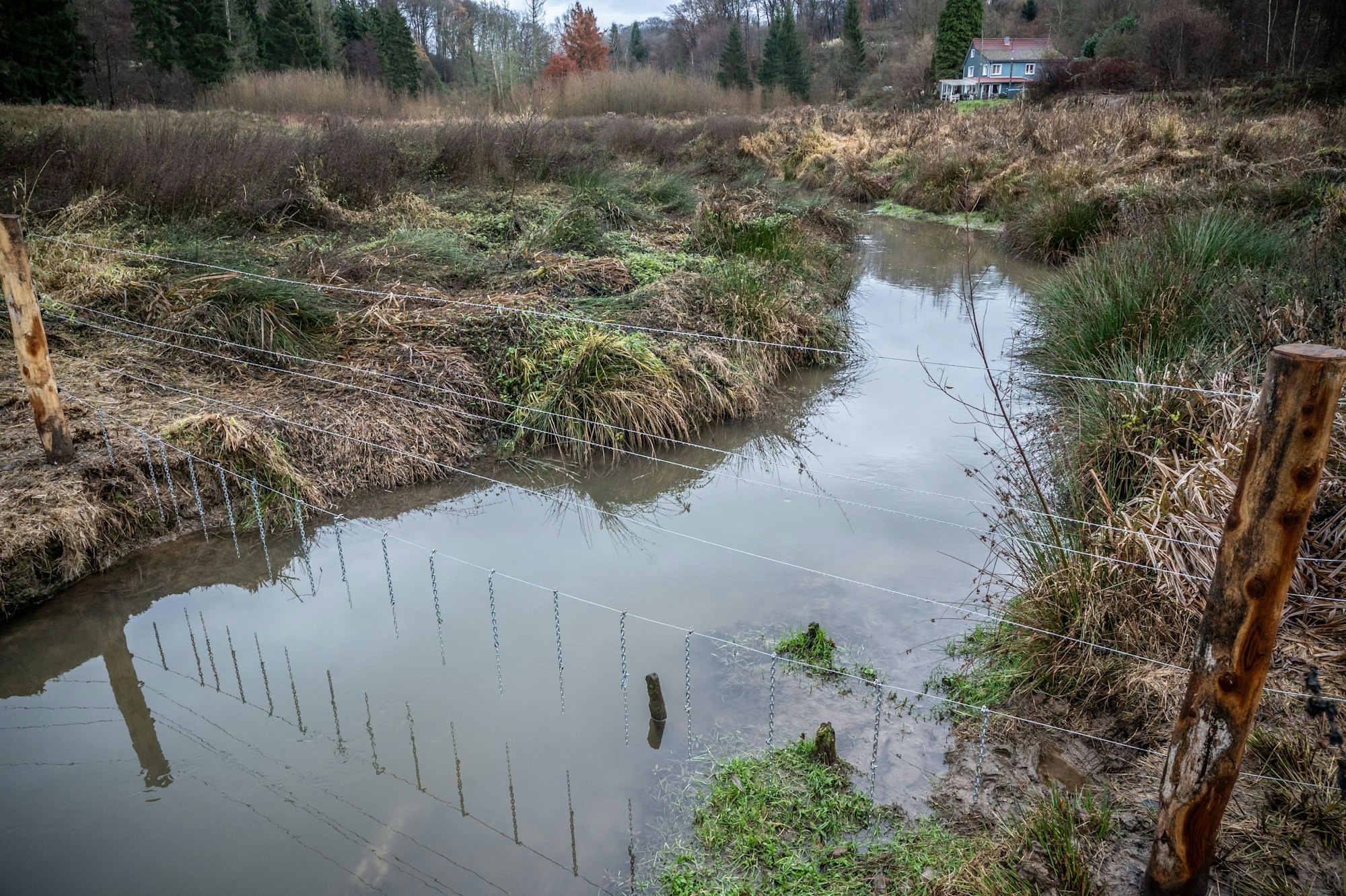 Wasserbüffel von Markus Dernerth werden am Murbach in ihren neuen Lebensraum gebracht. Bild: Ralf Krieger