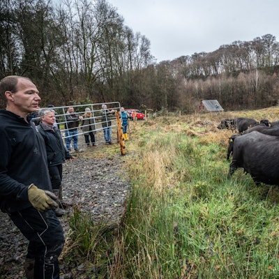 Wasserbüffel von Markus Dernerth werden am Murbach in ihren neuen Lebensraum gebracht. Bild: Ralf Krieger