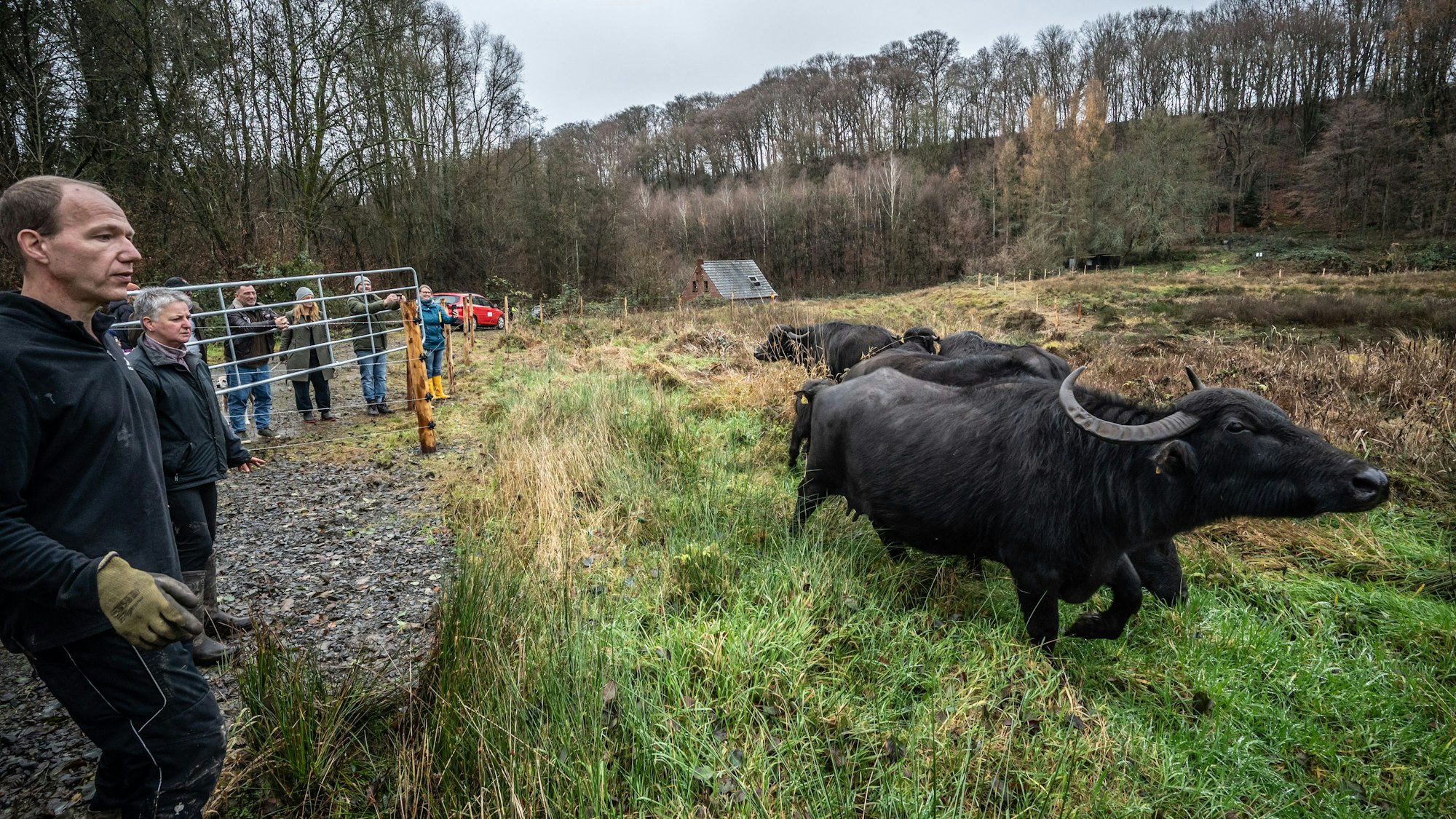 Wasserbüffel von Markus Dernerth werden am Murbach in ihren neuen Lebensraum gebracht. Bild: Ralf Krieger