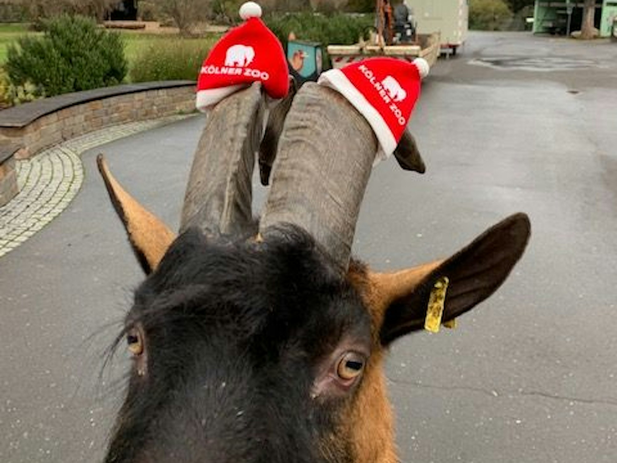 Geißbock Hennes mit zwei Weihnachtsmützchen auf den beiden Hörnern.