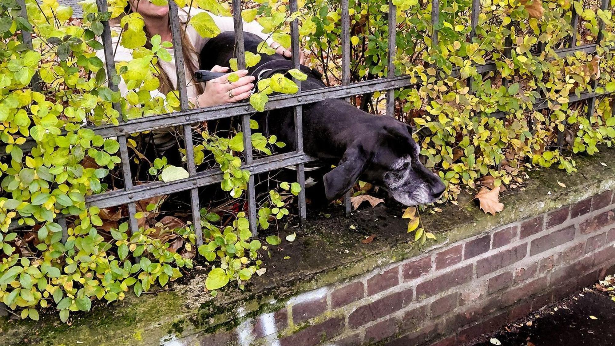 Ein Hund hat in Köln-Lindenthal seinen Kopf in einem Gitter eingeklemmt.