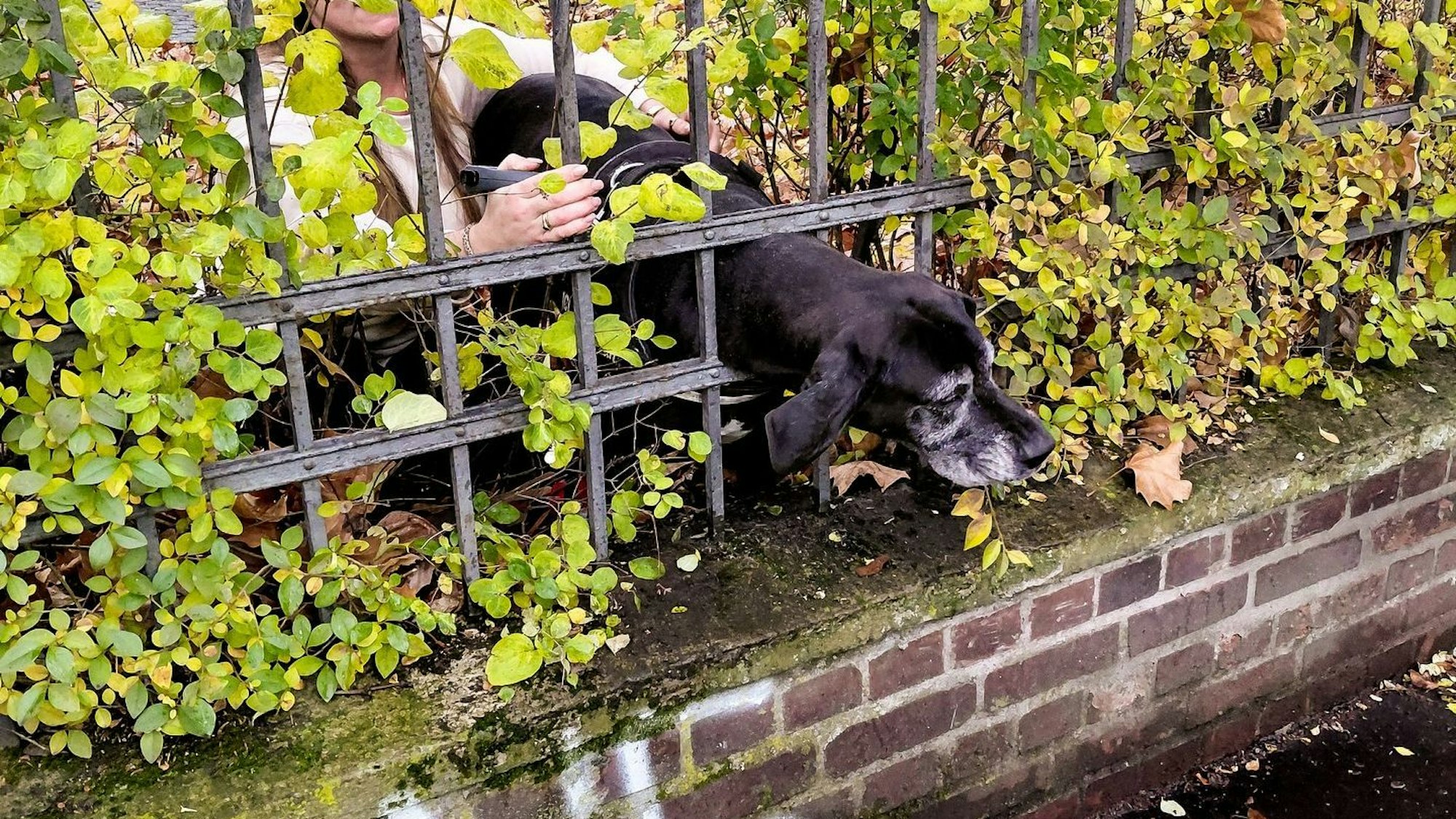 Ein Hund hat in Köln-Lindenthal seinen Kopf in einem Gitter eingeklemmt.