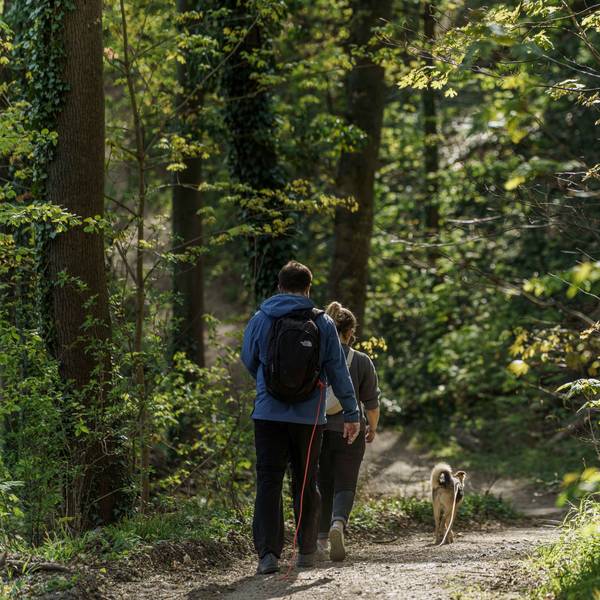 Die Bild zeigt Wanderer mit Hund in einem Wald.
