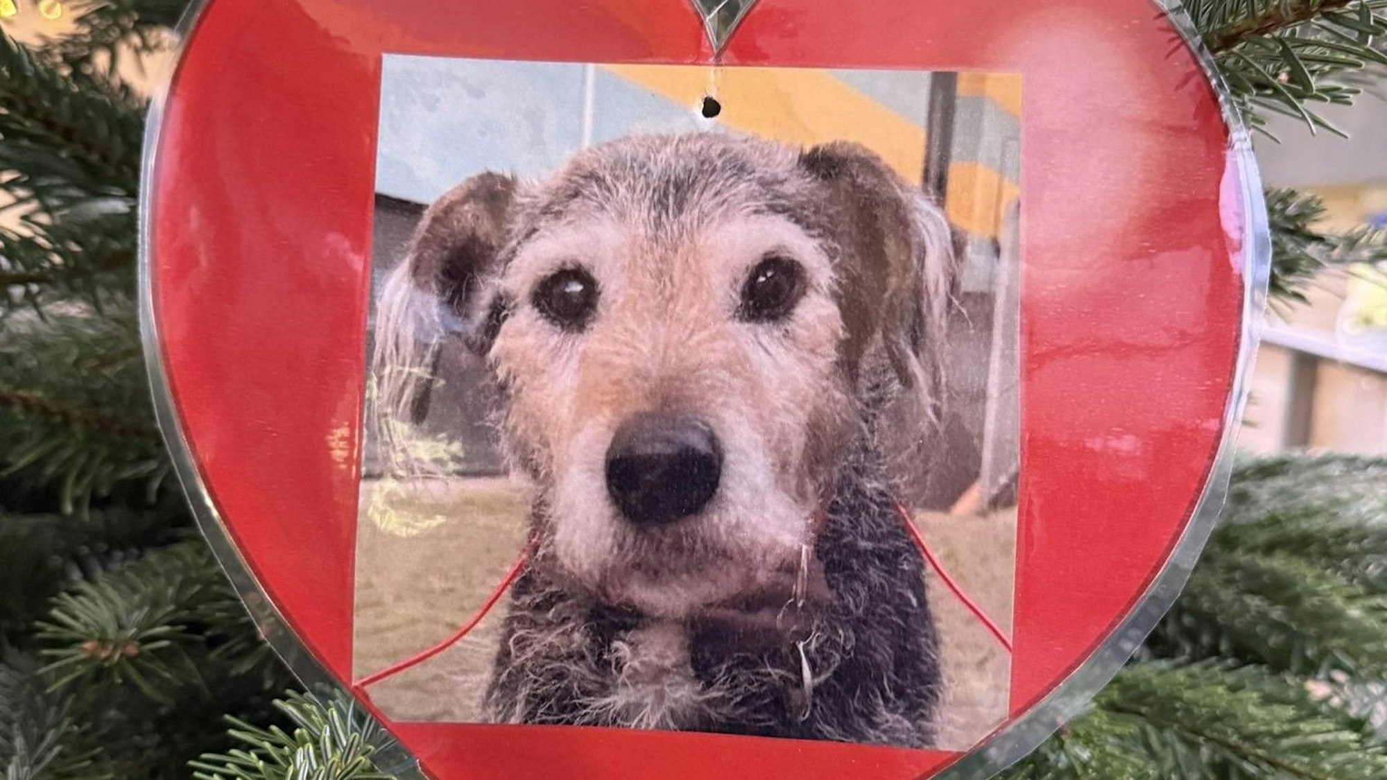 Der ungewöhnliche Christbaumschmuck am Weihnachtsbaum im Tierheim in Köln-Dellbrück.
