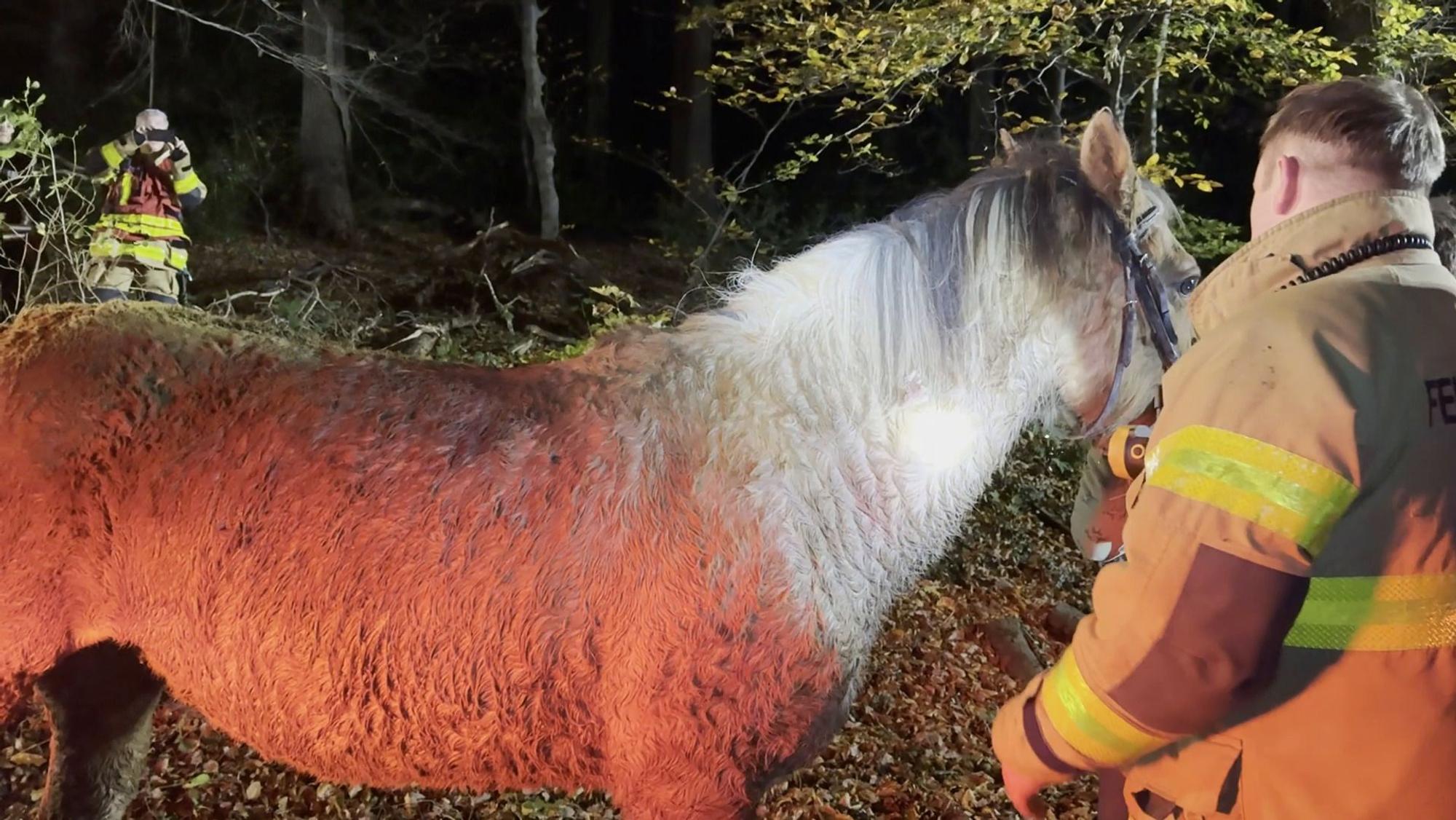 Das Pony Fee nach der geglückten Befreiung
