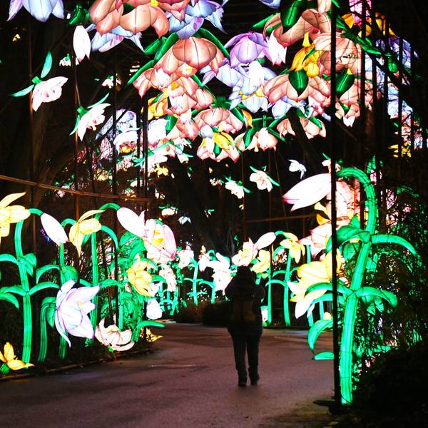 Leuchtende Blumen beim China Lights Festival im Kölner Zoo.