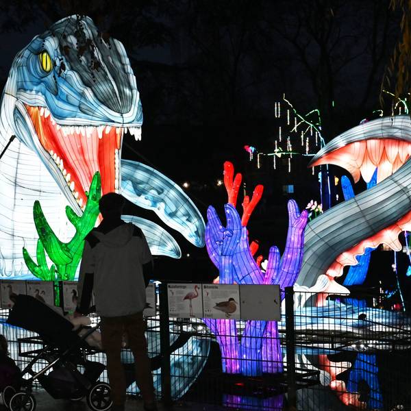 Im Kölner Zoo finden wieder die China Lights statt.