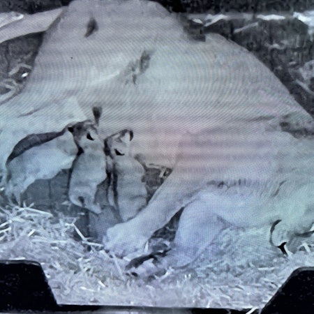 Die drei Jungtiere haben noch keine Namen.