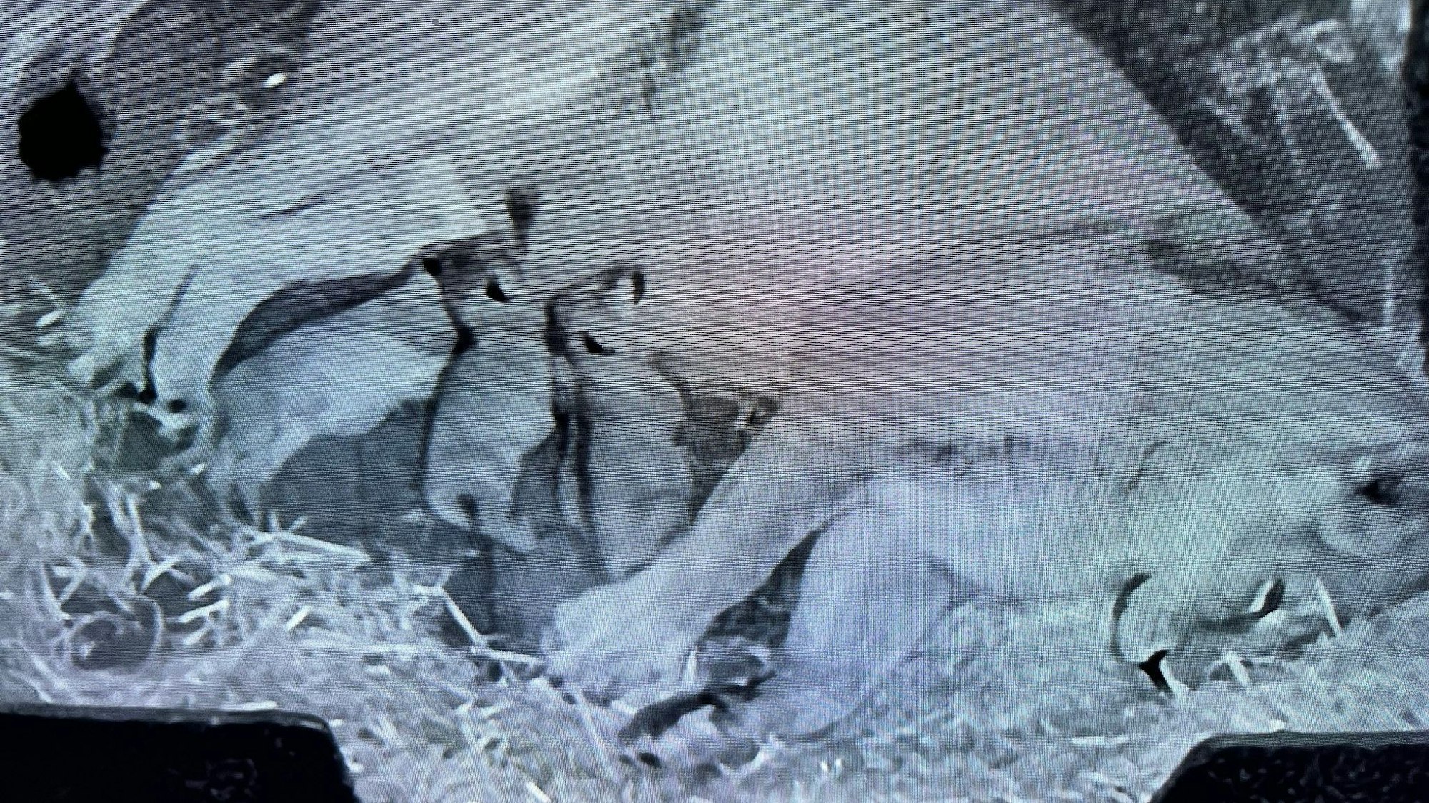 Die drei Jungtiere haben noch keine Namen.