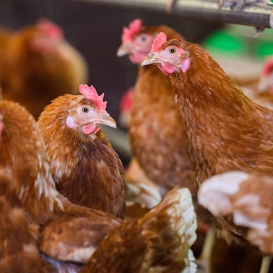 Hühner stehen in einem Stall eines Betriebes.