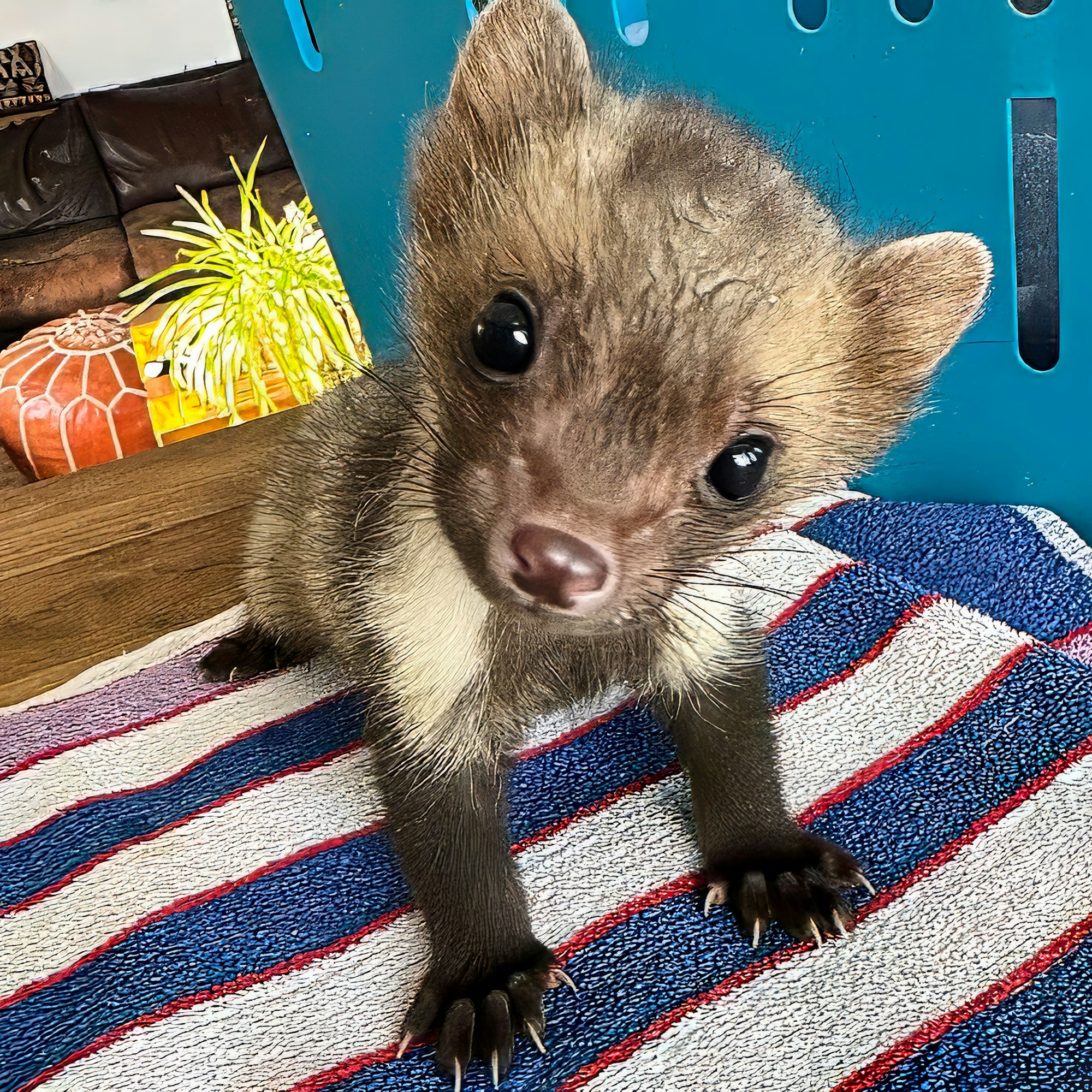 Ein junger Marder, der auf einem gestreiften Handtuch steht, blickt keck in die Kamera.