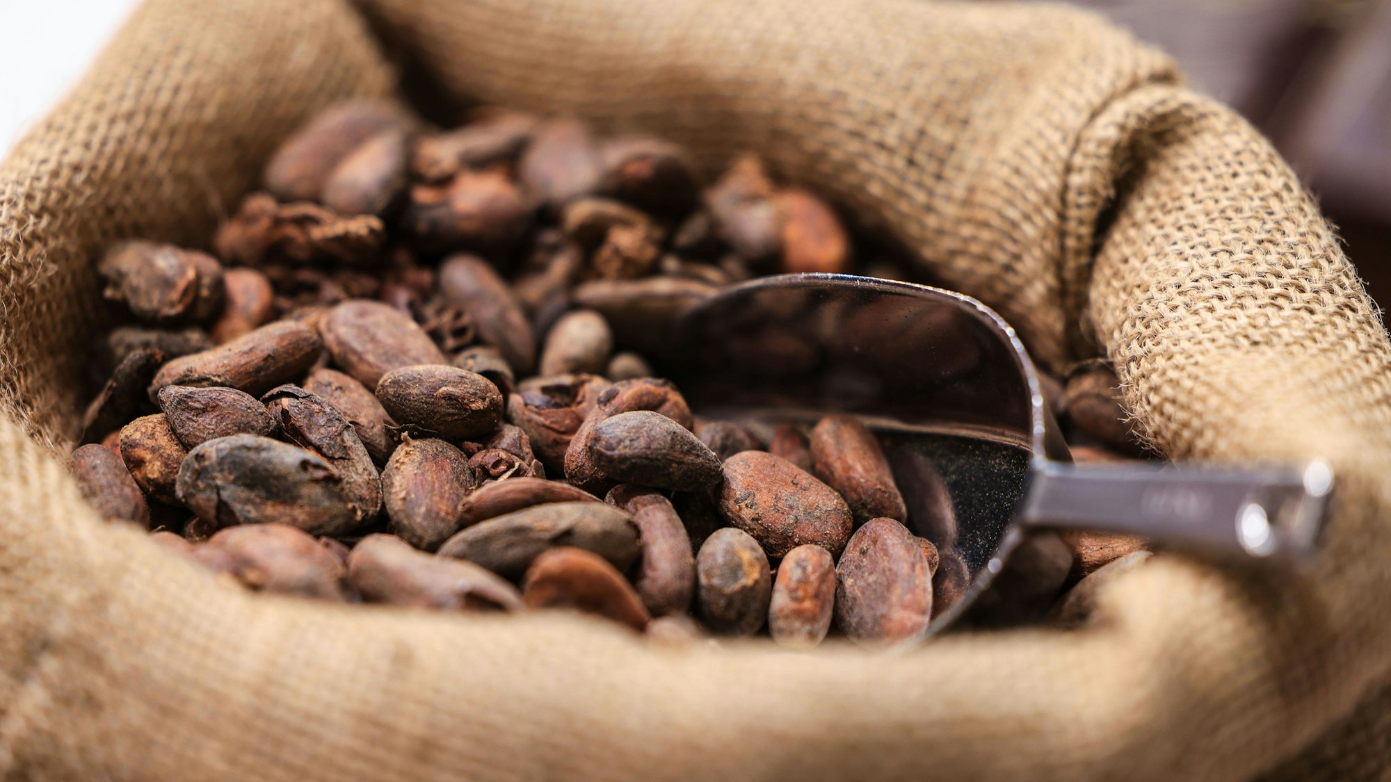 Kakaobohnen liegen auf der Internationalen Süßwarenmesse in einem Sack.
