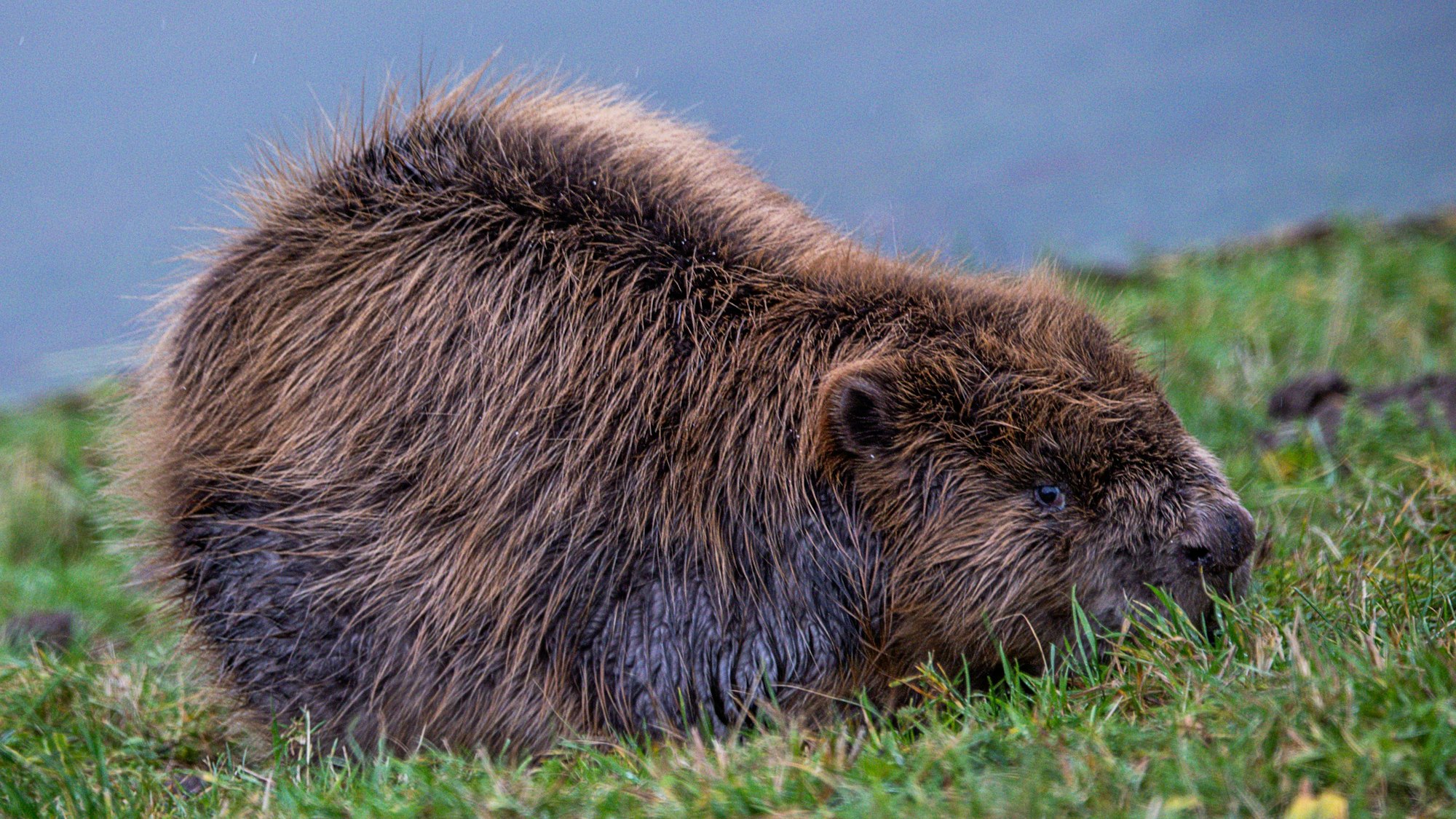 Ein Biber sitzt auf einem Schutzdeich.