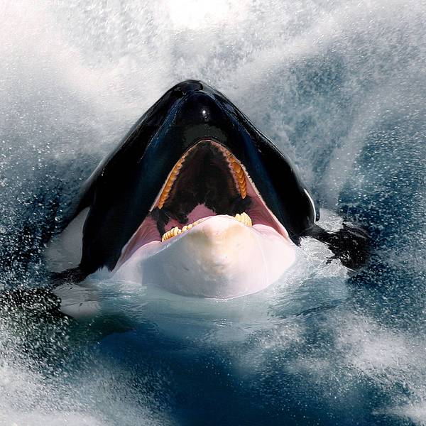 Orca Kopf mit offenem Rachen im spritzenden Wasser