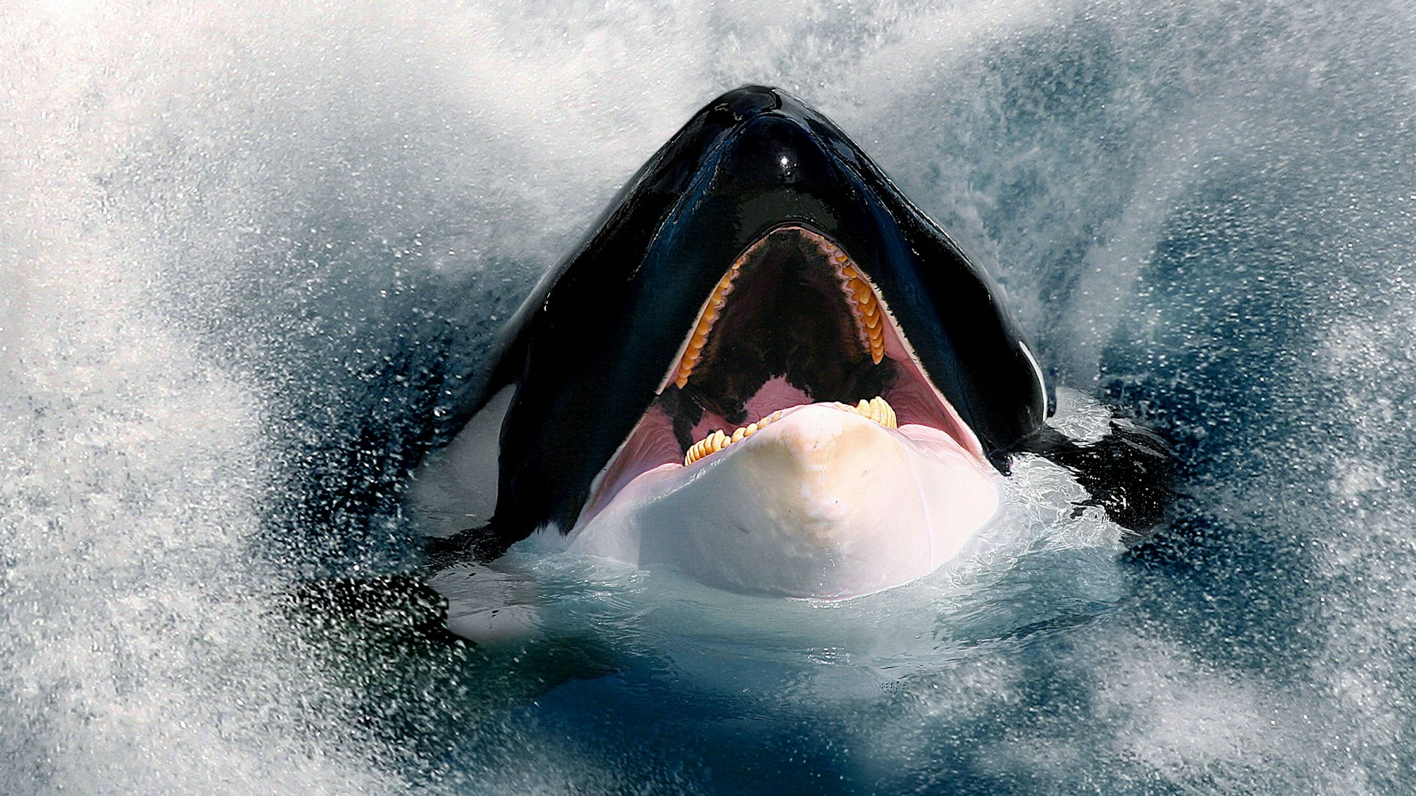 Orca Kopf mit offenem Rachen im spritzenden Wasser