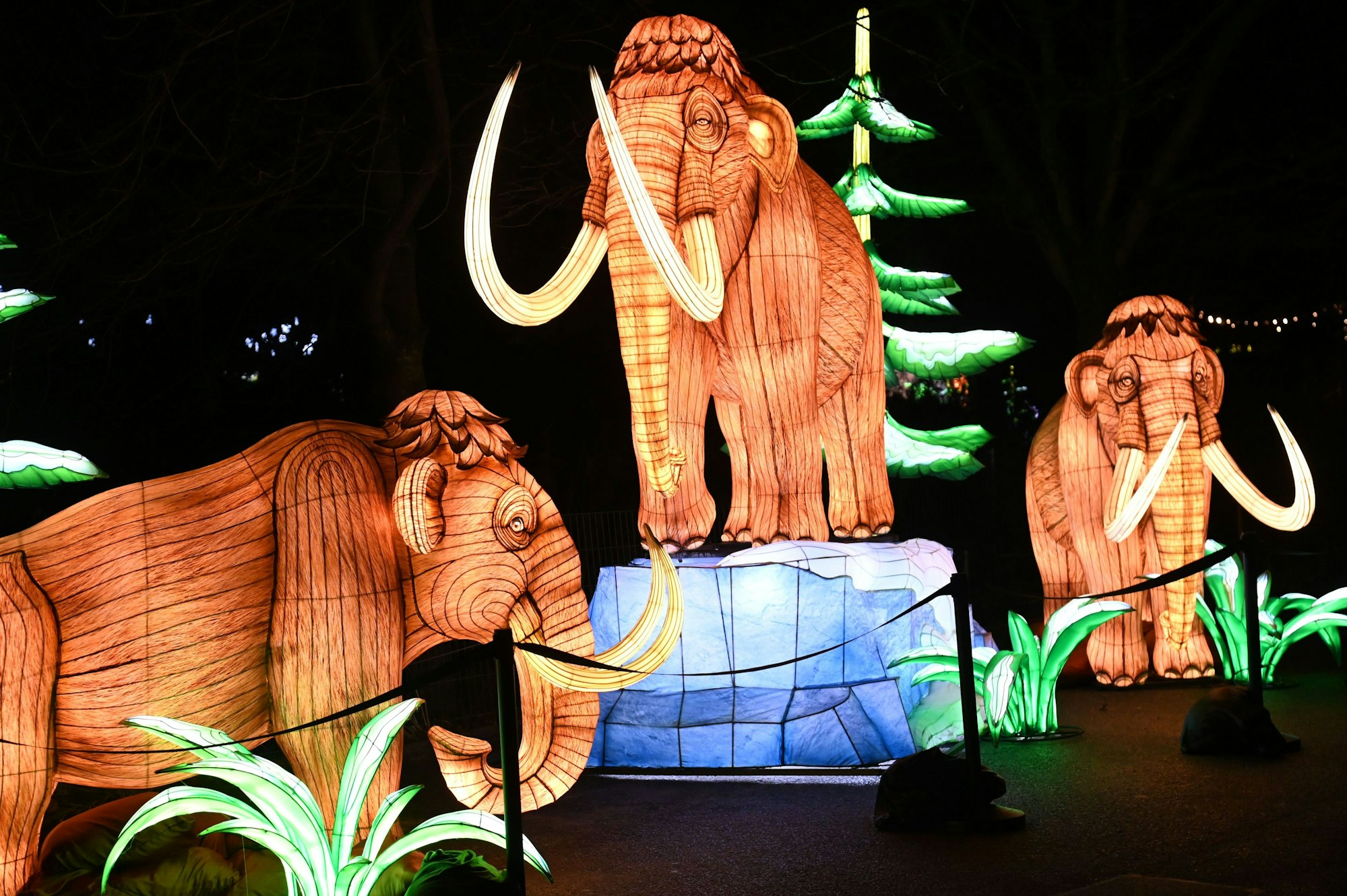 10.12.2025 Köln. Auftakt der China Lights im Kölner Zoo. Foto: Alexander Schwaiger