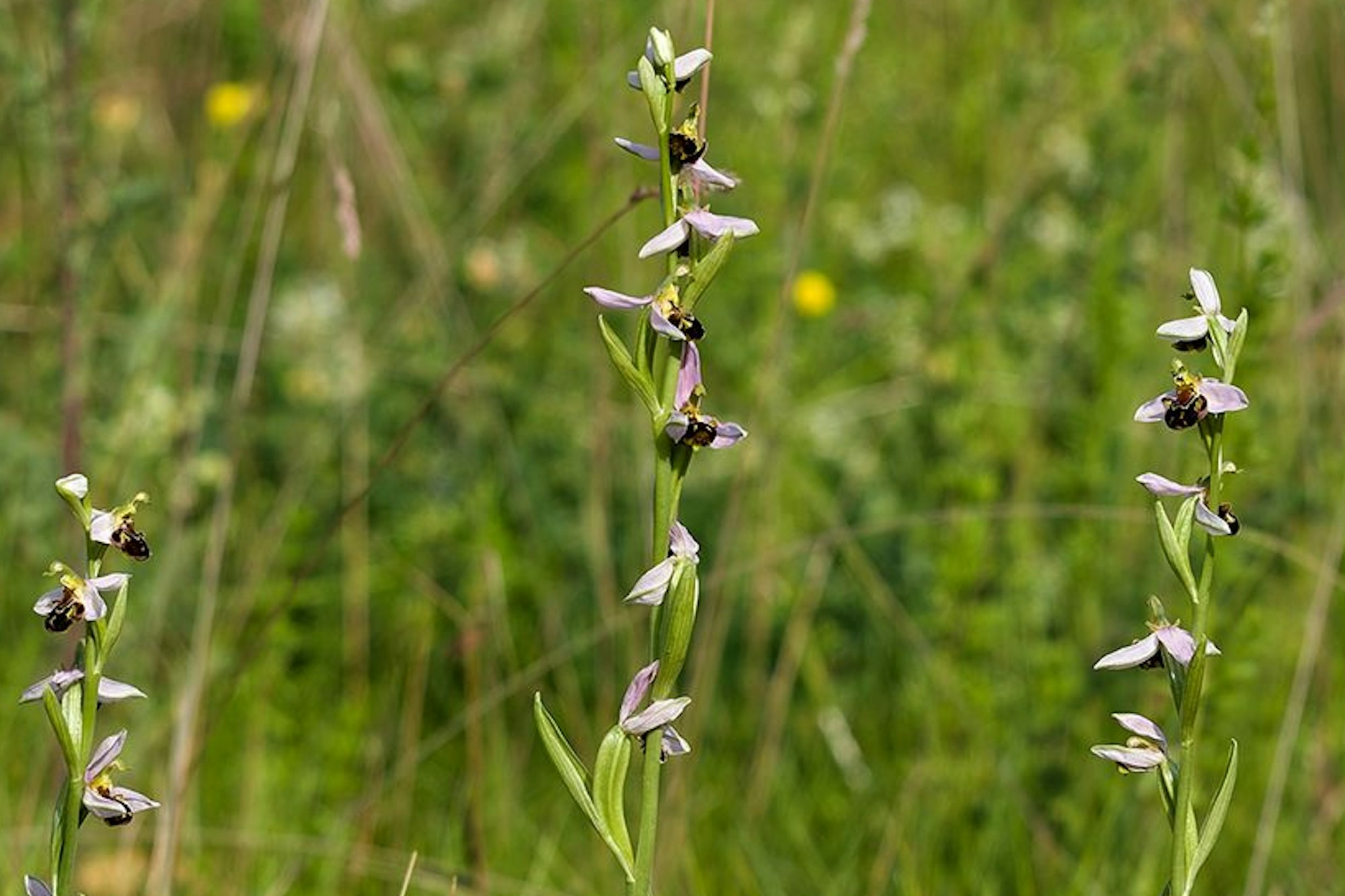 Die Orchidee Bienen-Ragwurz, fotografiert in Leverkusen.