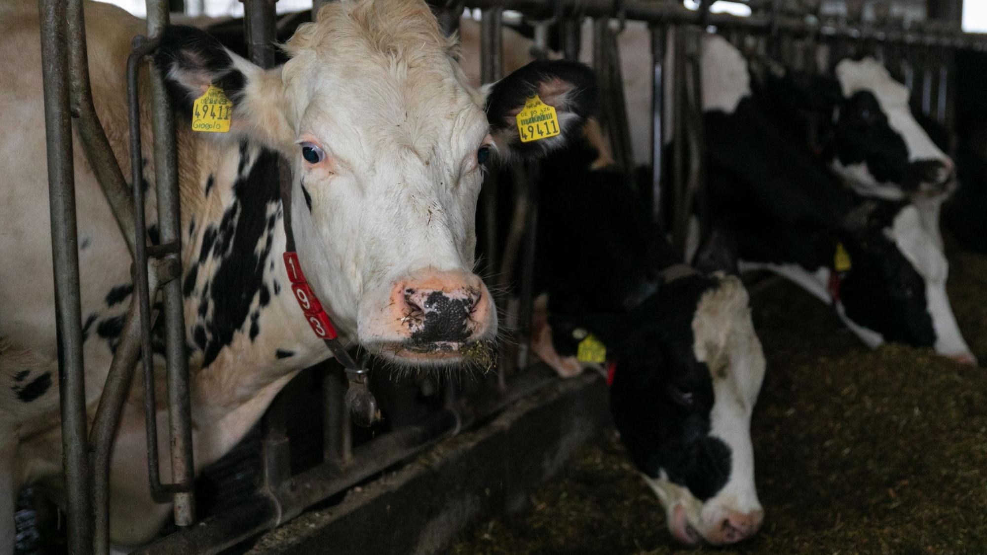 140 Milchkühe leben auf dem Hof von Jeanette Overhoff und Marco Schmelzer. Etwa 120 dieser Tiere werden täglich gemolken.