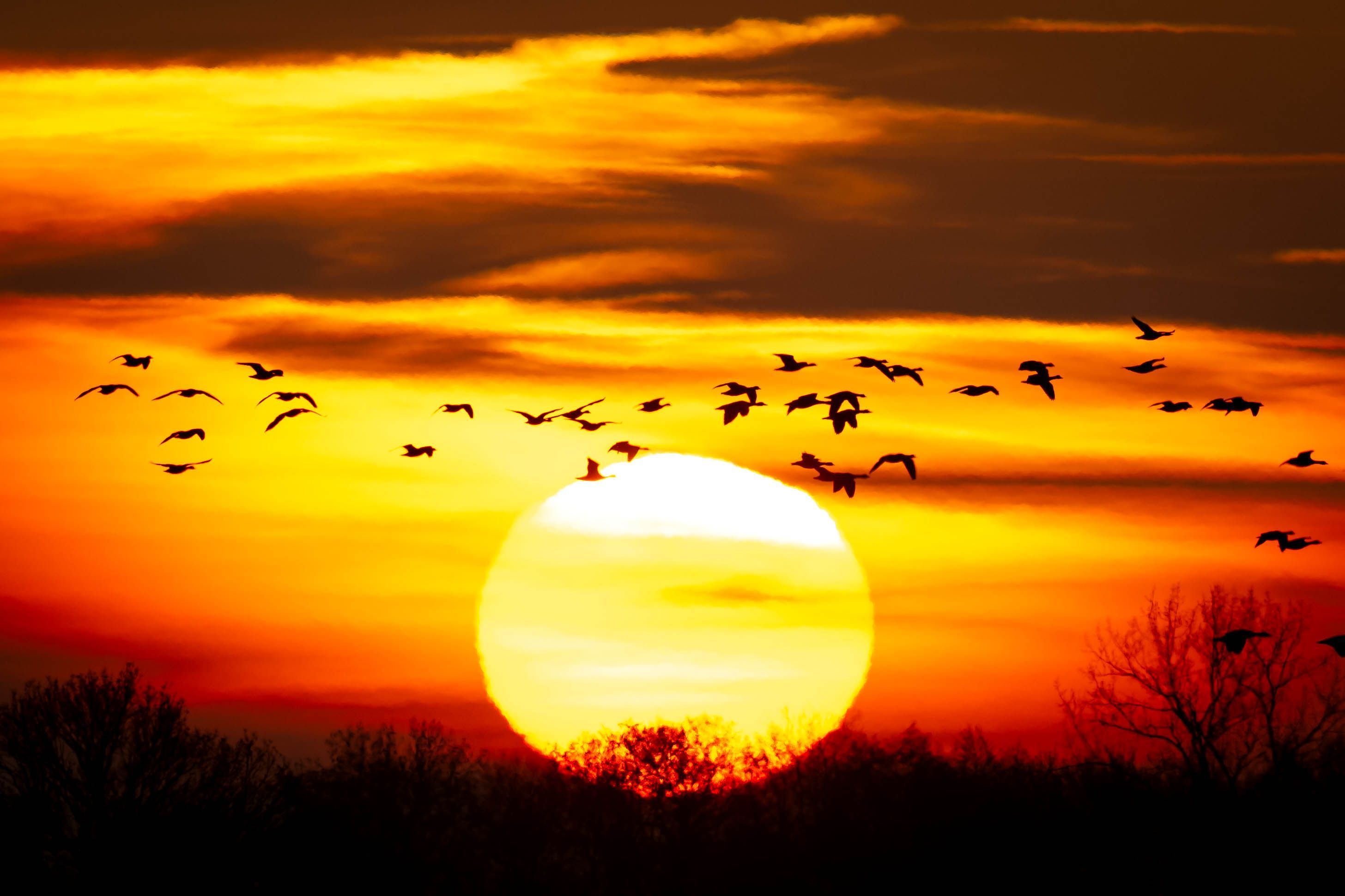 Unsere Aufmerksameit ist wie ein Schwarm Vögel.