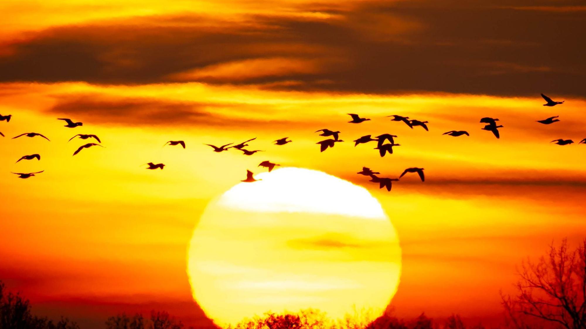 Unsere Aufmerksameit ist wie ein Schwarm Vögel.