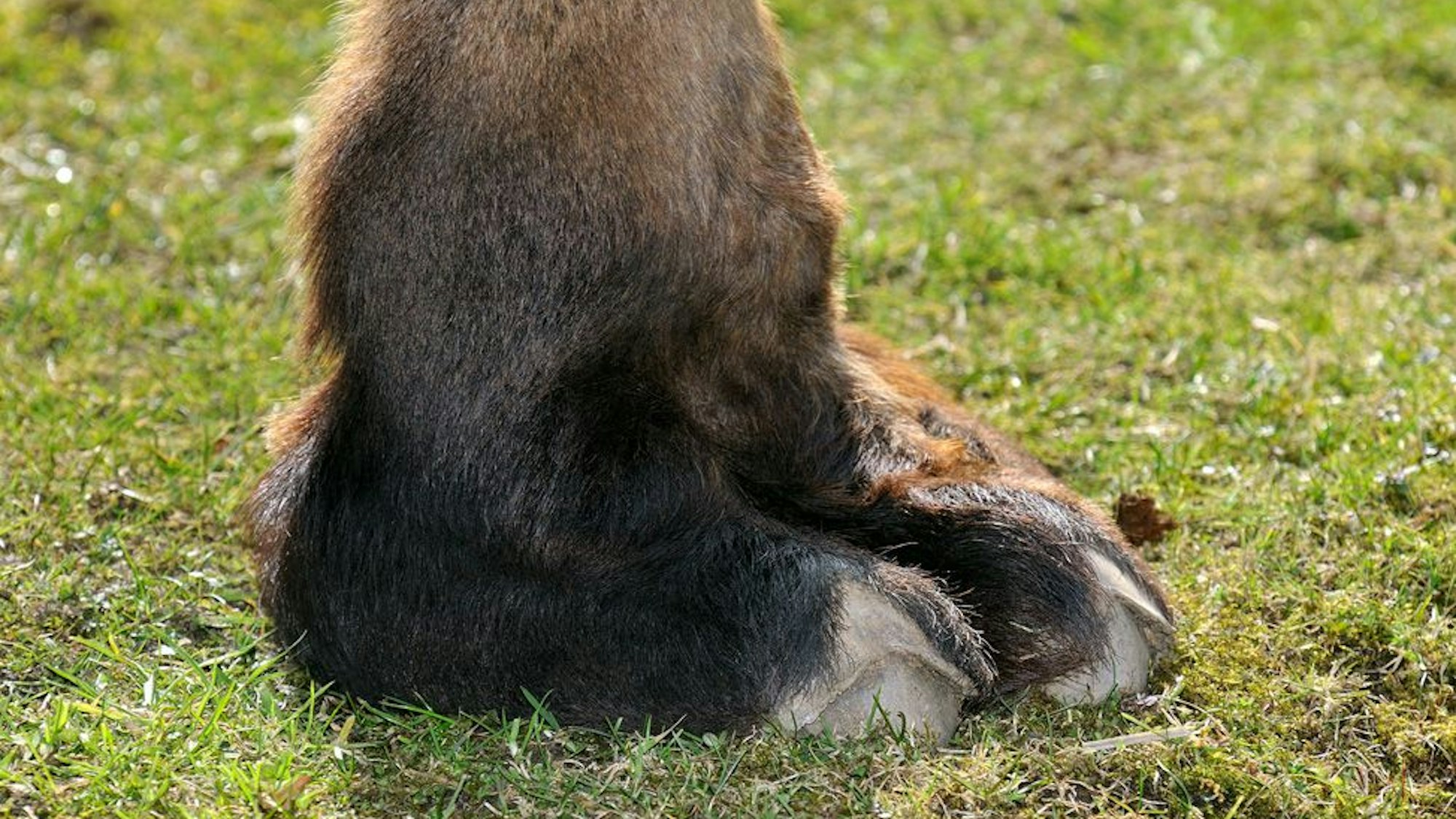 Kamelhufe auf Gras.