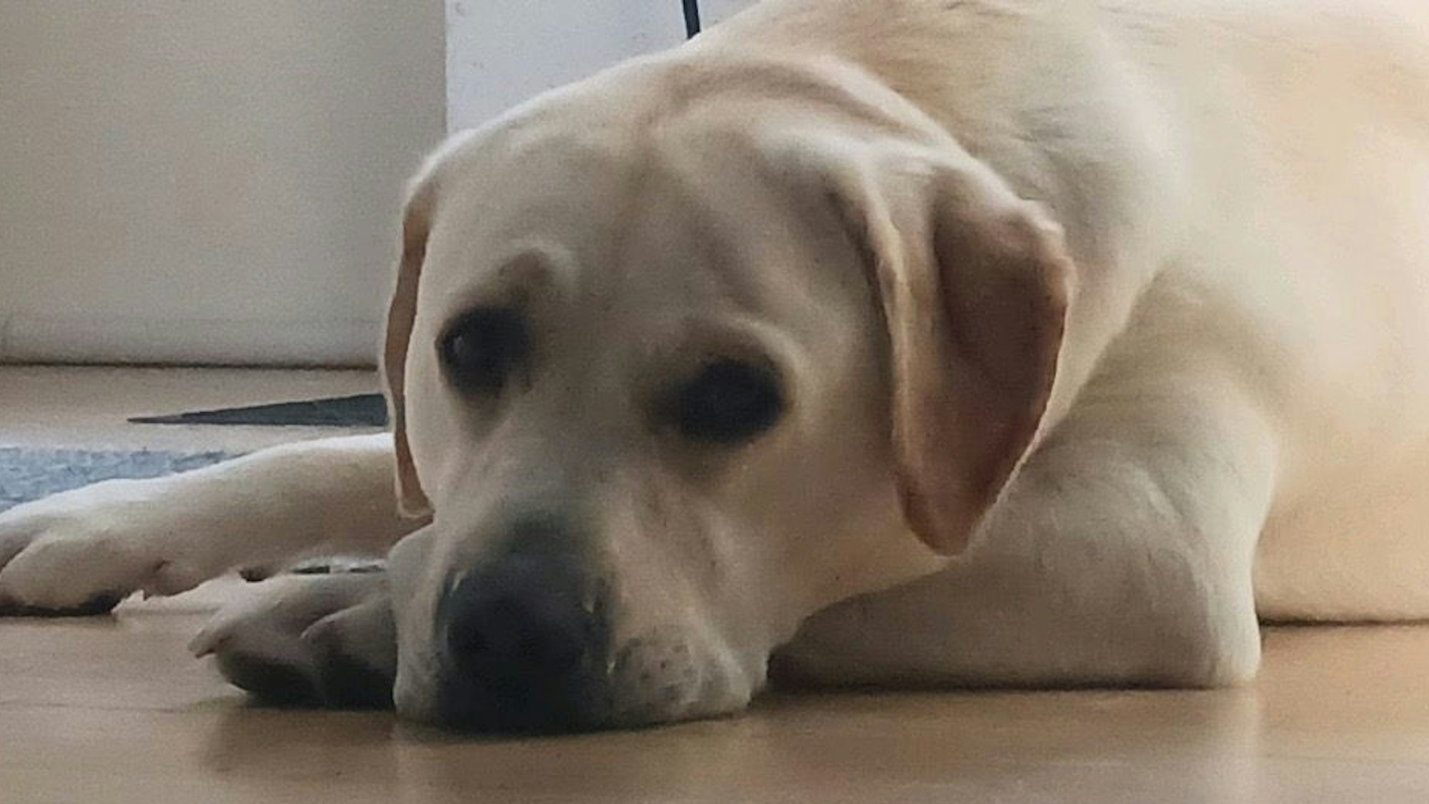 Um diesen Labrador drehte sich der Krimi, der vor dem Kölner Amtsgericht verhandelt wurde.