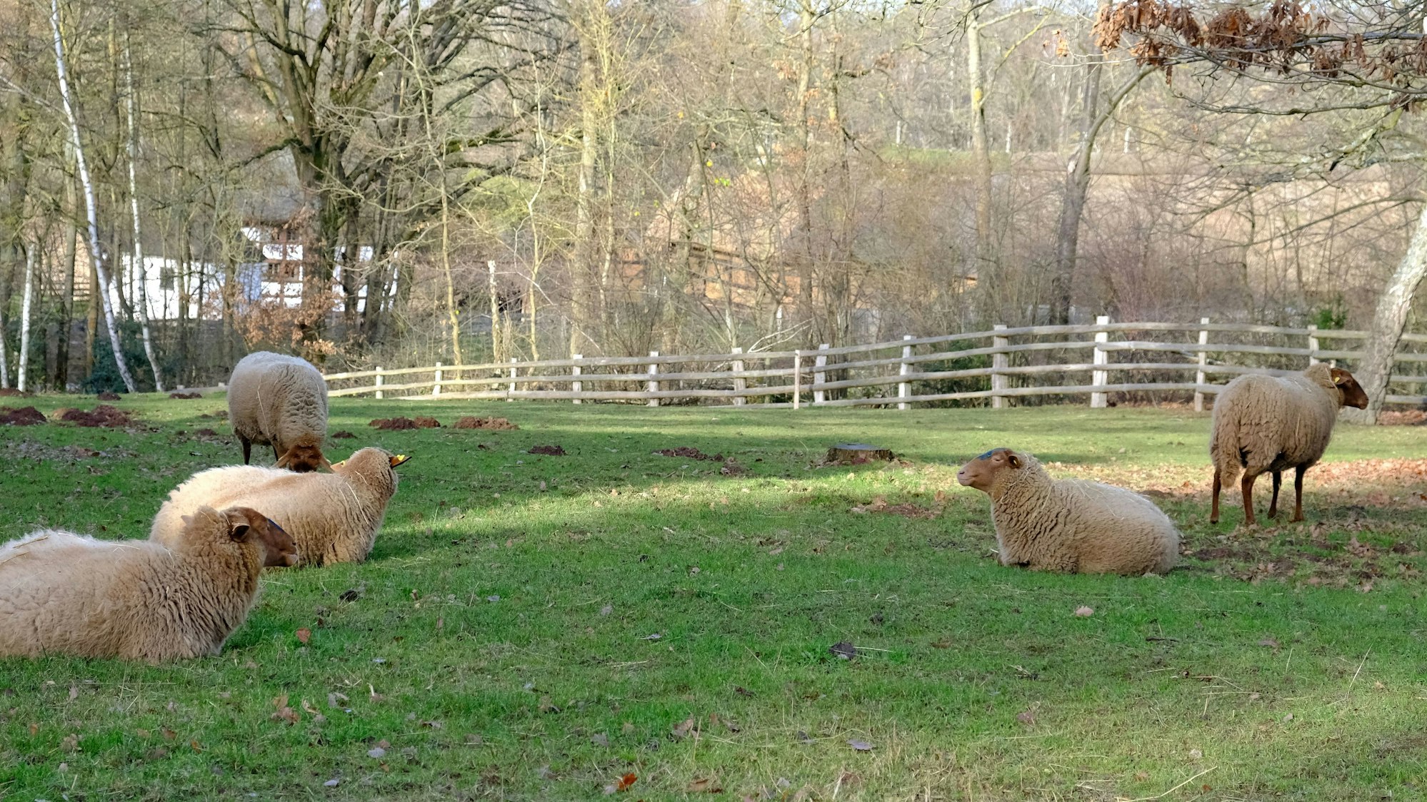 Schafe auf einer Weide im LVR-Freilichtmuseum in Kommen.