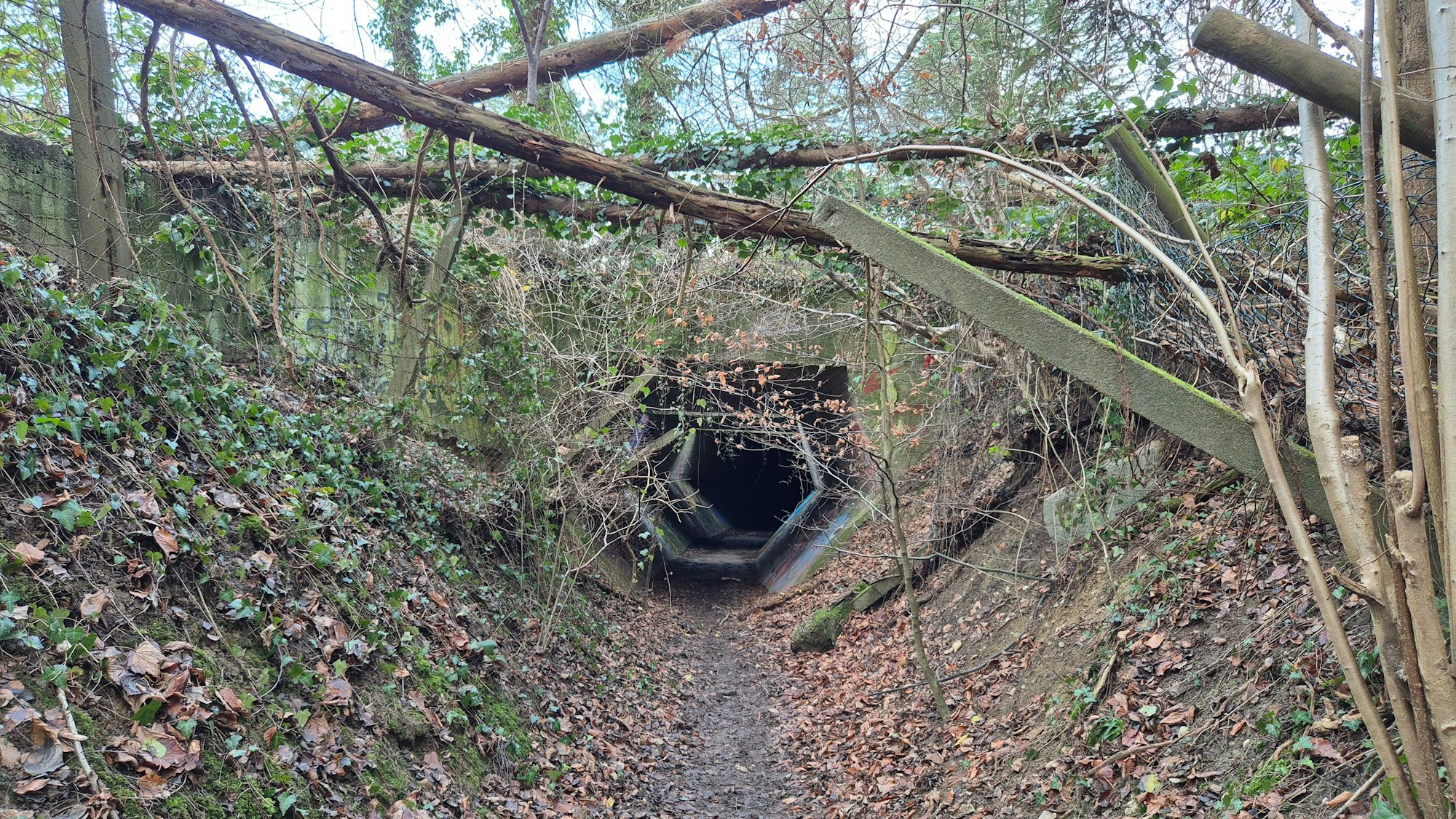 Der „Lost Place“ in Bonn-Friesdorf ist teilweise stark zugewuchert, doch ein Zugang ist ohne Probleme möglich.