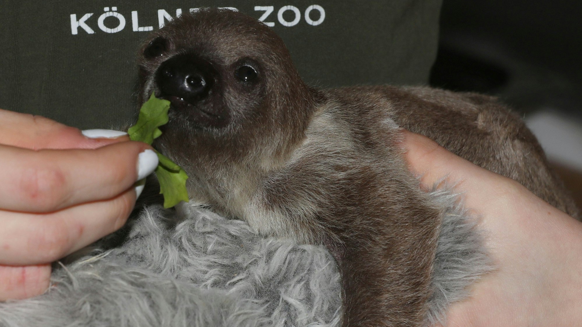 ein kleines Faultier sitzt auf einem Kuscheltier