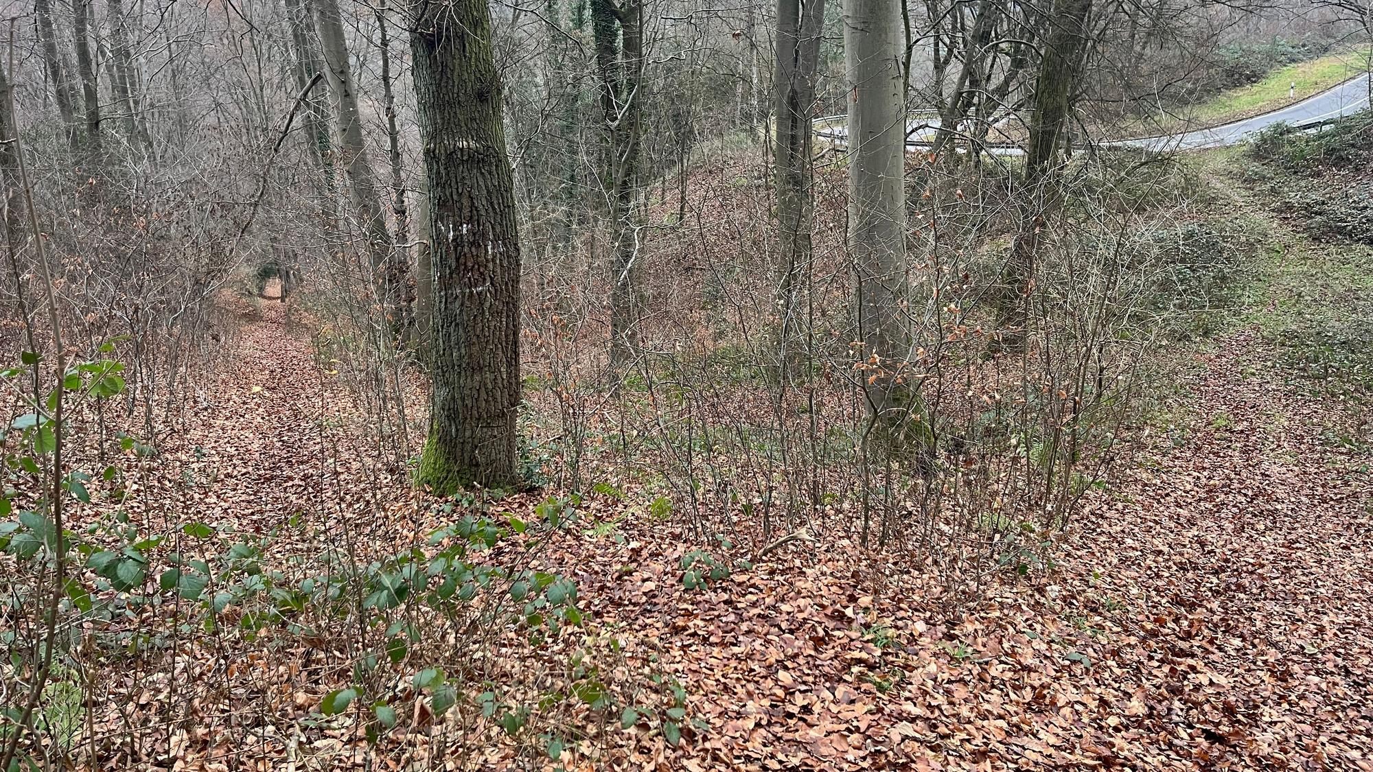 Der Pfad hinunter zur Uckerather Straße ist nur schwer auszumachen.