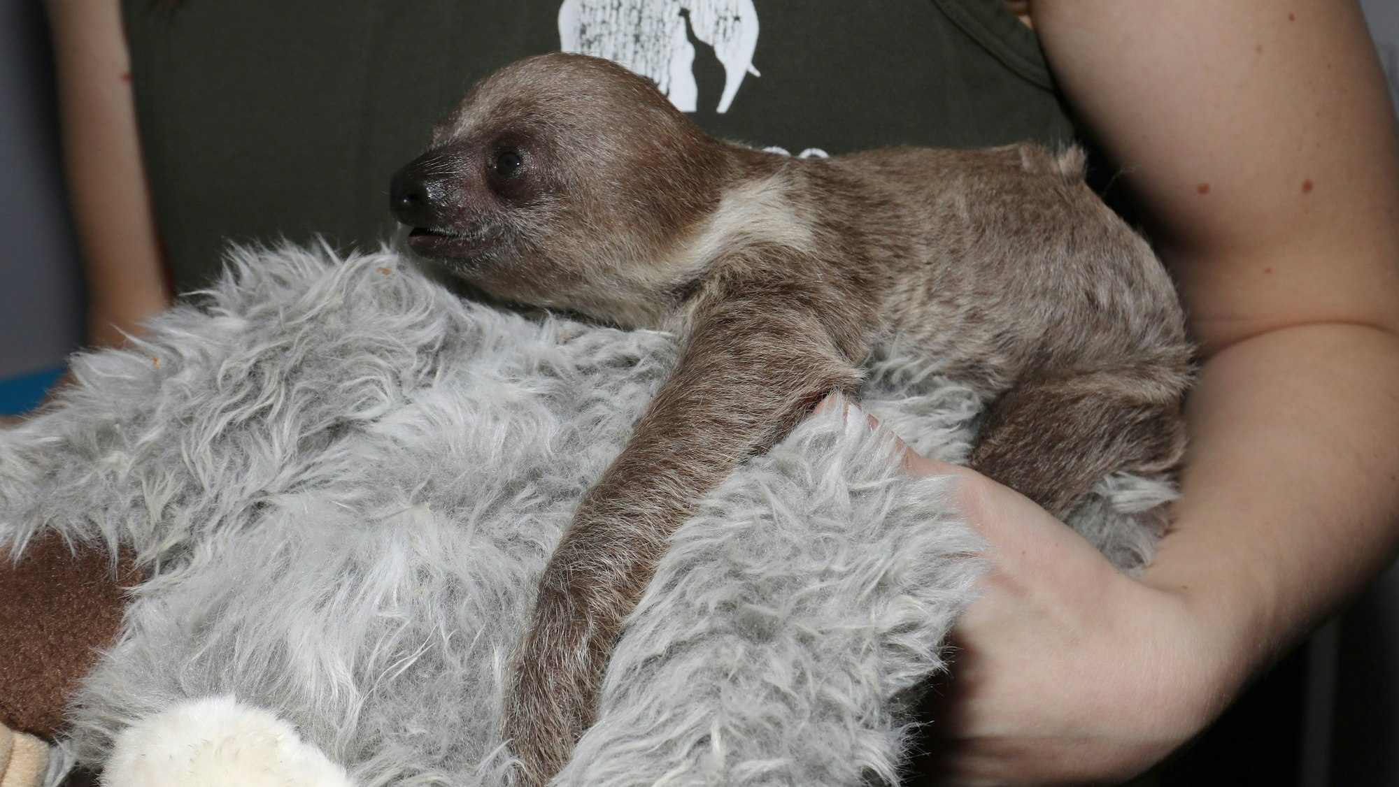 ein kleines Faultier sitzt auf einem Kuscheltier