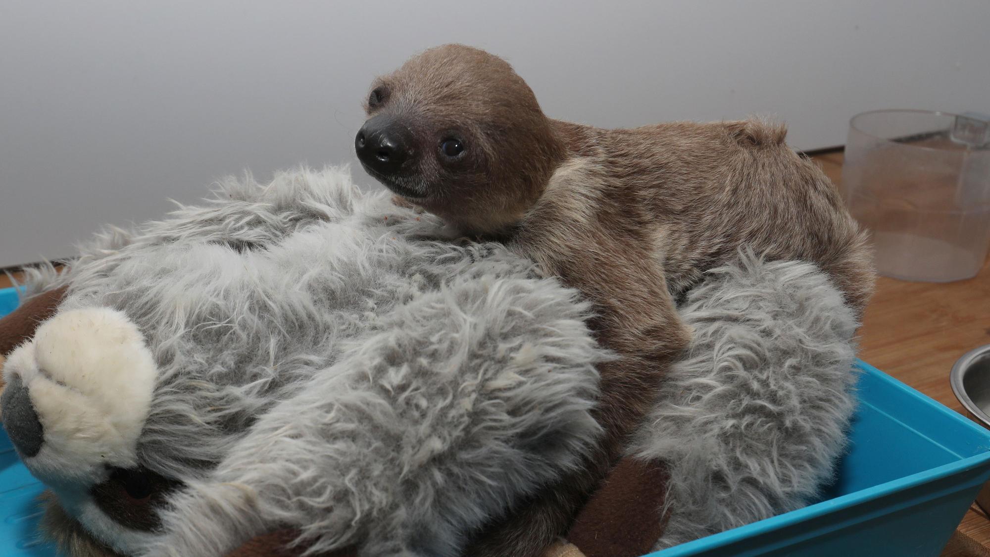 ein kleines Faultier sitzt auf einem Kuscheltier