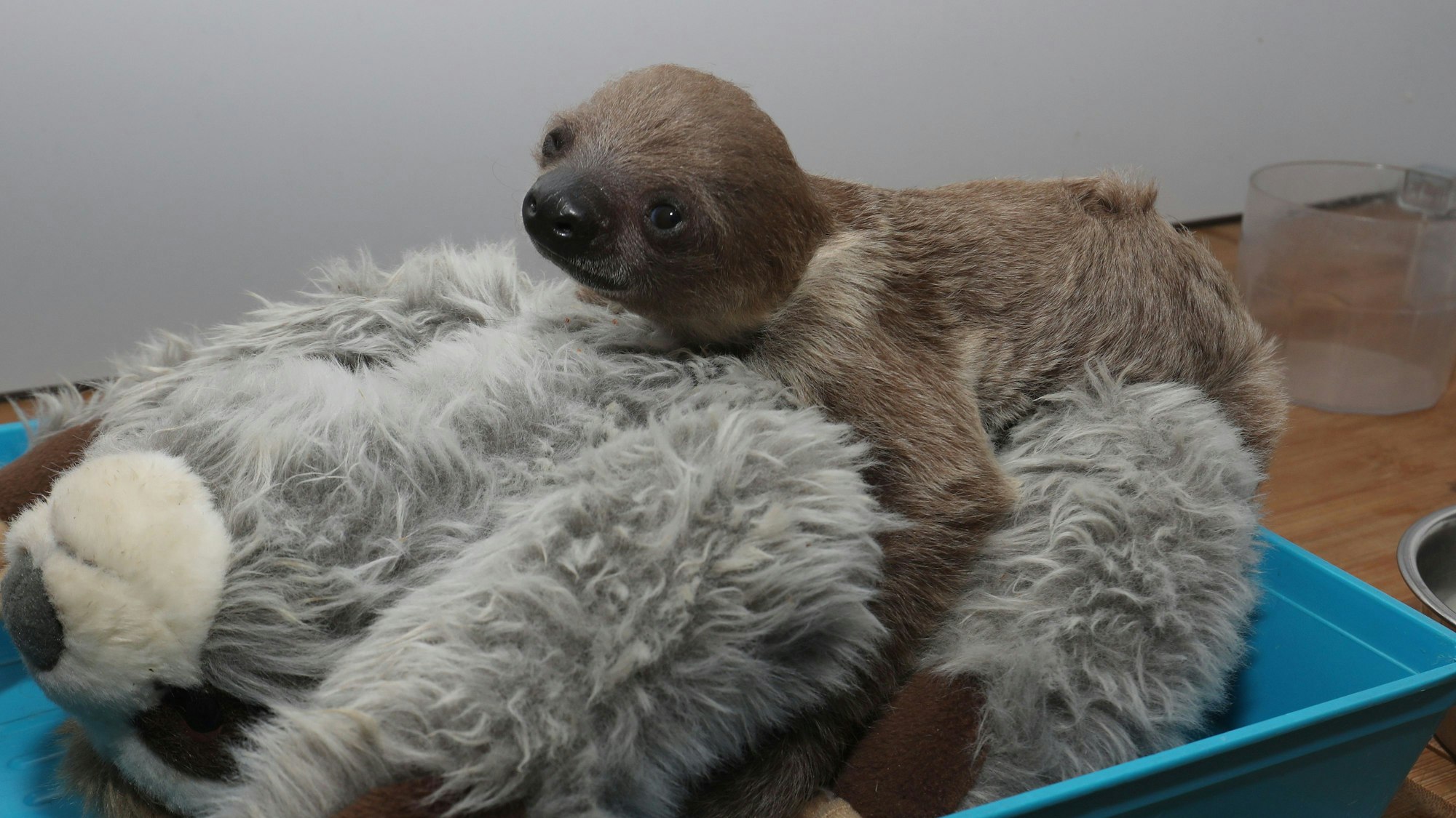 ein kleines Faultier sitzt auf einem Kuscheltier