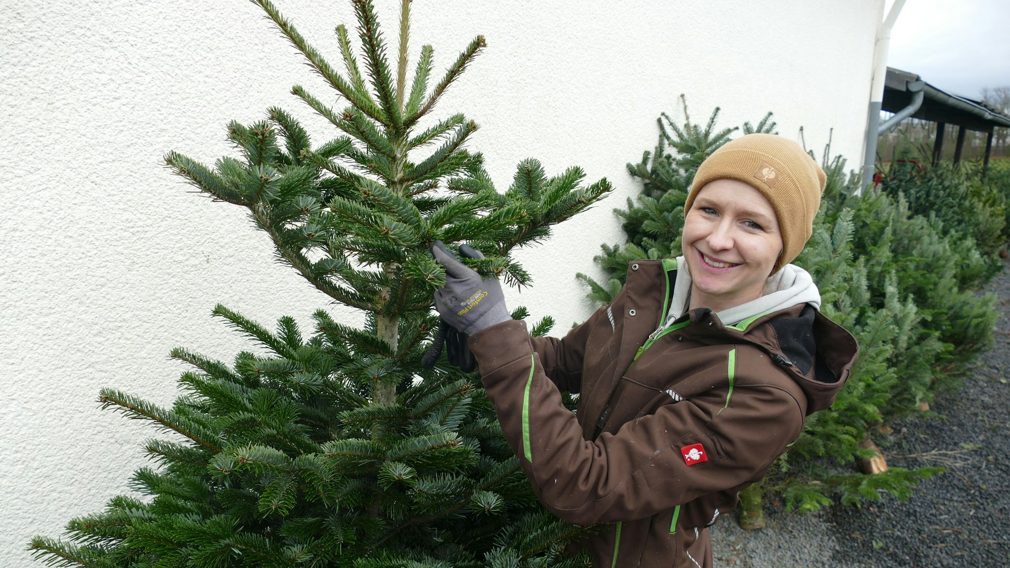 Tanja Spinhoff vom Weihnachtsbaumhof Stockhausen zeigt, wo die Knospen der Tannenzweige abgeschnitten werden, damit sie nicht zu sehr in die Breite wachsen.