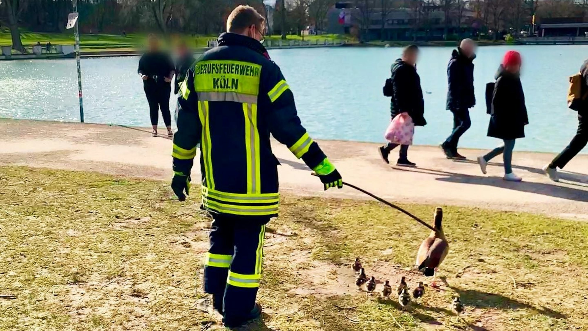 Ein von einem Kind zu Hilfe gerufener Feuerwehrmann bugsiert eine Gänsemama und ihre Küken, die auf die angrenzende Straße gelaufen waren, zurück zum Aachener Weiher in der Kölner Innenstadt.
