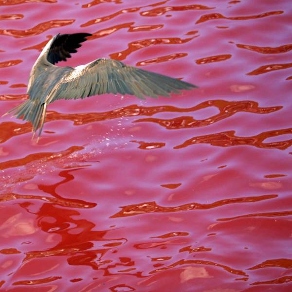 Rot gefärbtes Meer mit Vogel.
