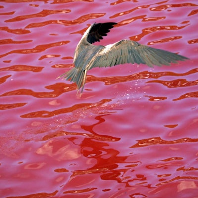 Rot gefärbtes Meer mit Vogel.