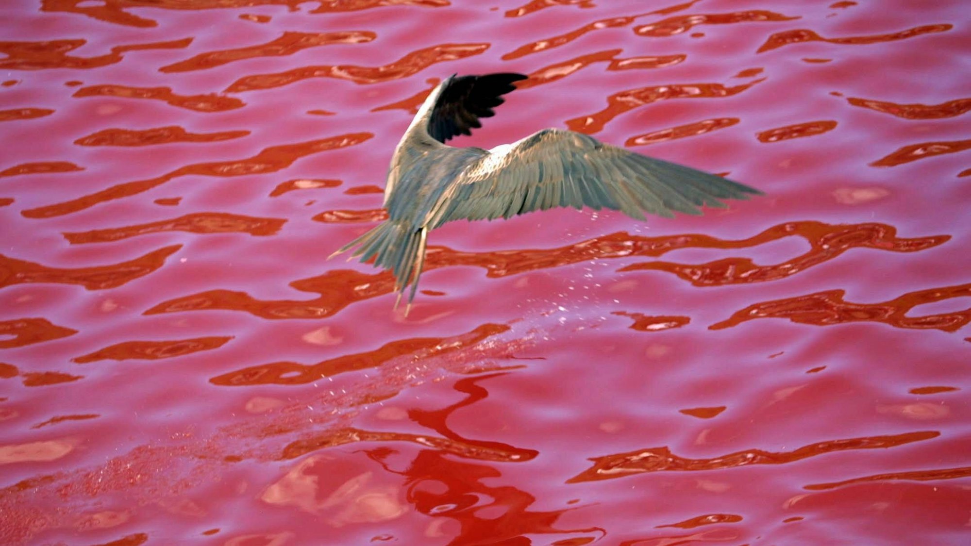 Rot gefärbtes Meer mit Vogel.
