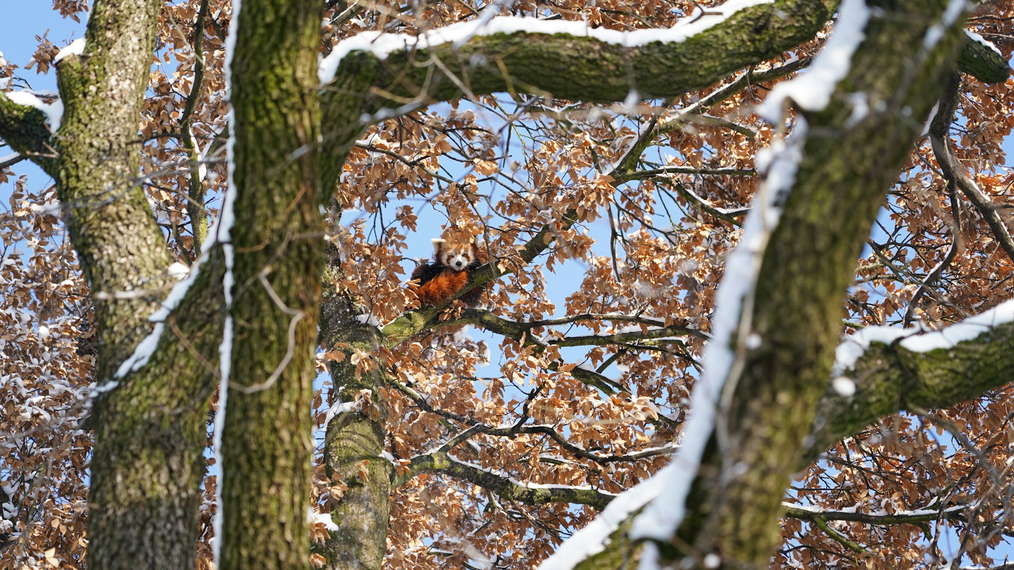 Der ausgebüxte Rote Panda in einem Baum neben dem Kölner Zoo.