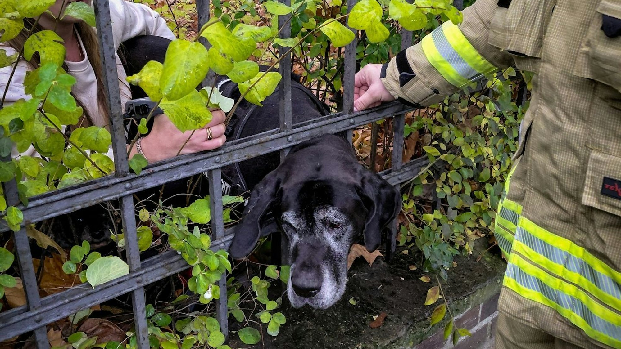 Vor zwei Wochen in Köln: Ein Hund hat seinen Kopf in einem Gitter eingeklemmt. Frauchen beruhigt und die Feuerwehr befreit das Tier wenig später.