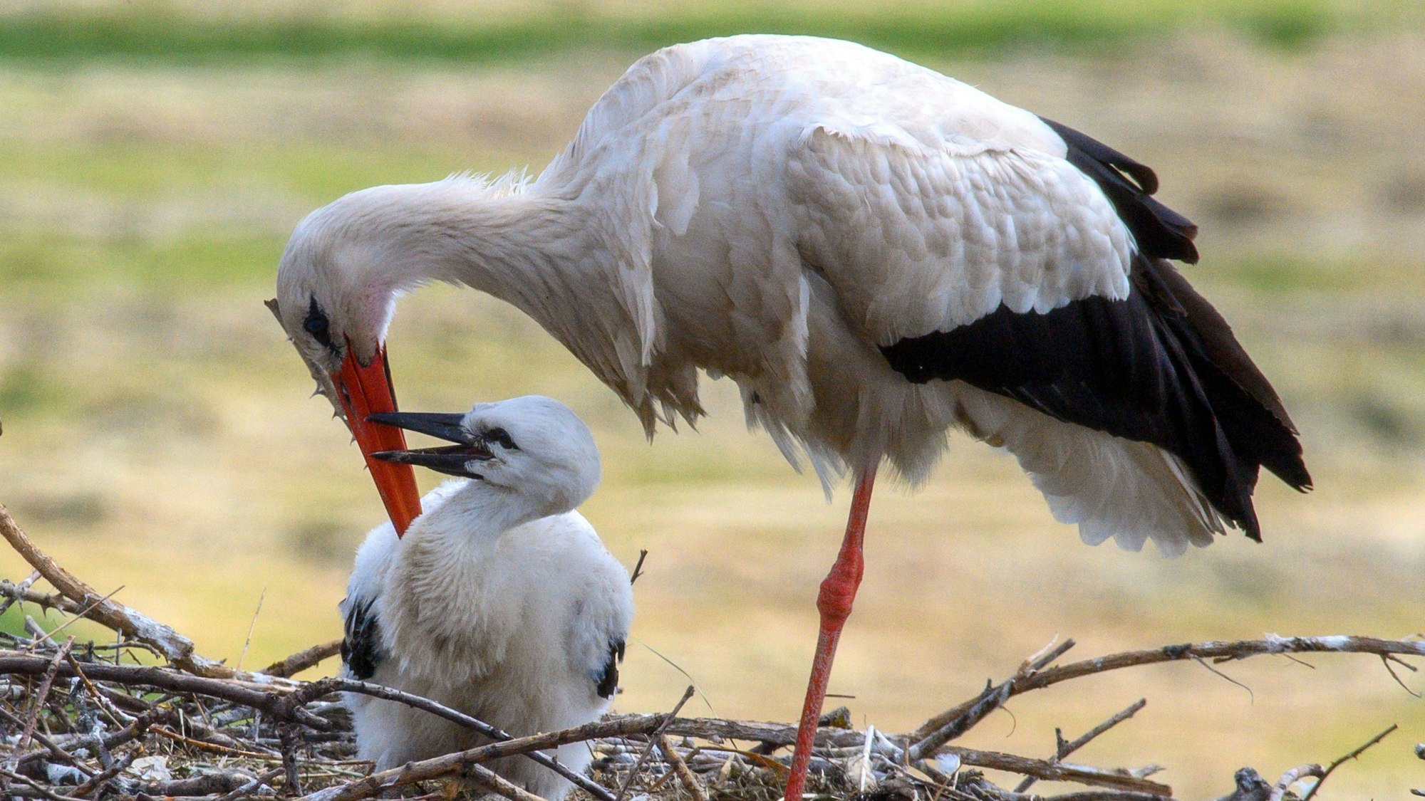 Ein Weißstorch sitzt auf seinem Nistplatz bei seinem Küken.