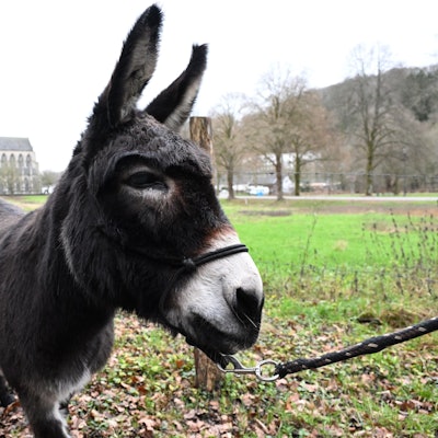 Ein Esel steht auf einer Wiese vor dem Altenberger Dom.