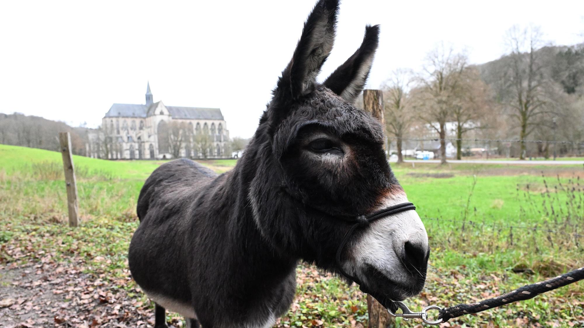 Ein Esel steht auf einer Wiese vor dem Altenberger Dom.