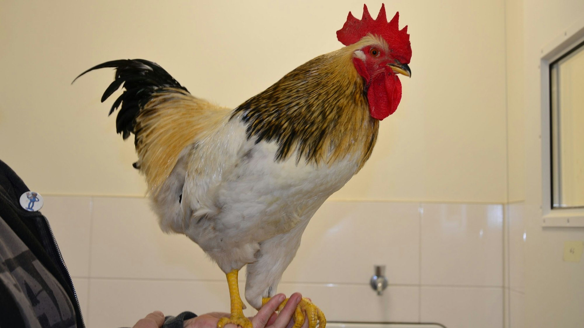 Zu sehen ist ein Hahn, der auf einer Hand sitzt.