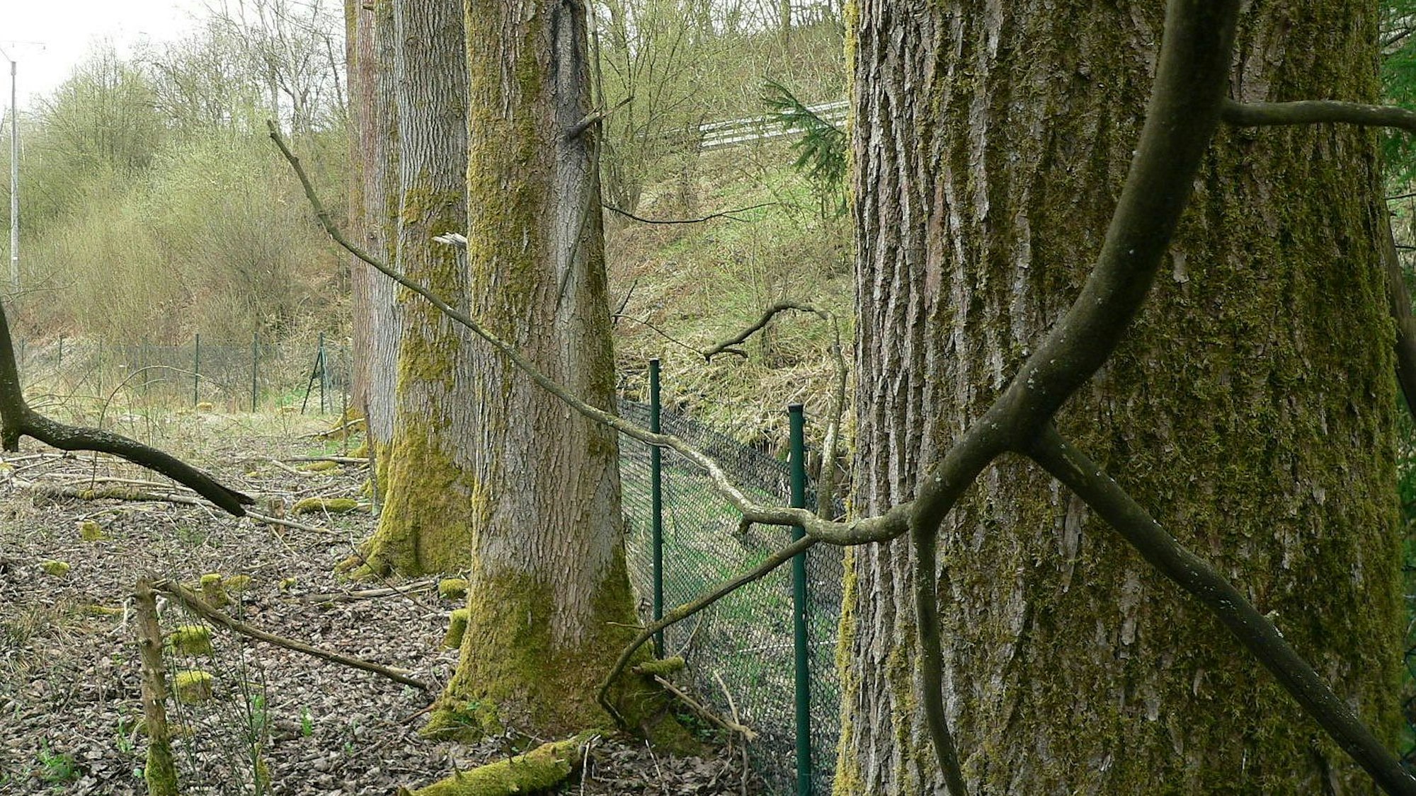 Der schlanke Stamm der Zitterpappeln kann bis zu einem Meter Durchmesser umfassen.